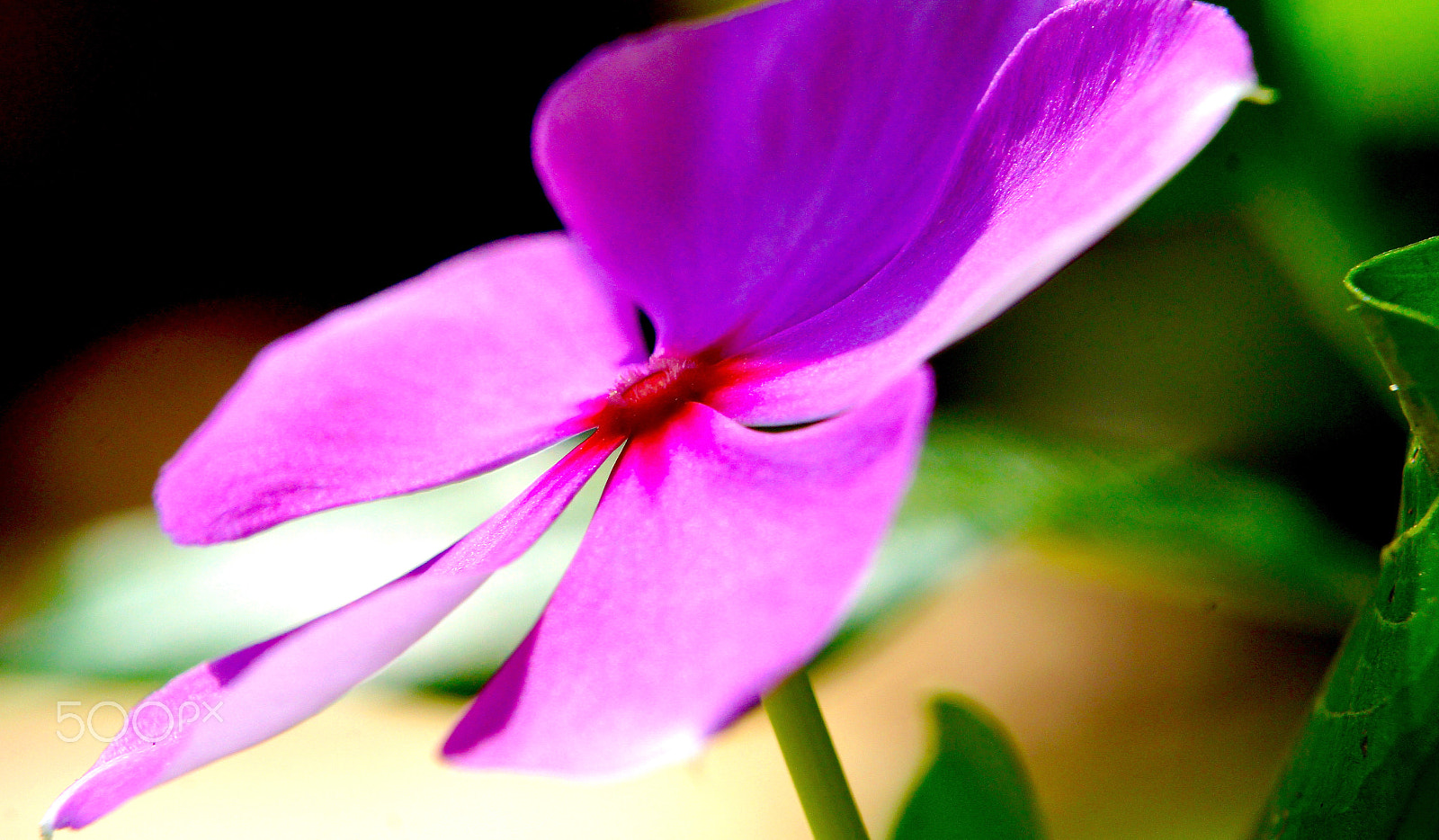 Sony Alpha NEX-5 sample photo. Purple colored impatiens walleriana macro photography