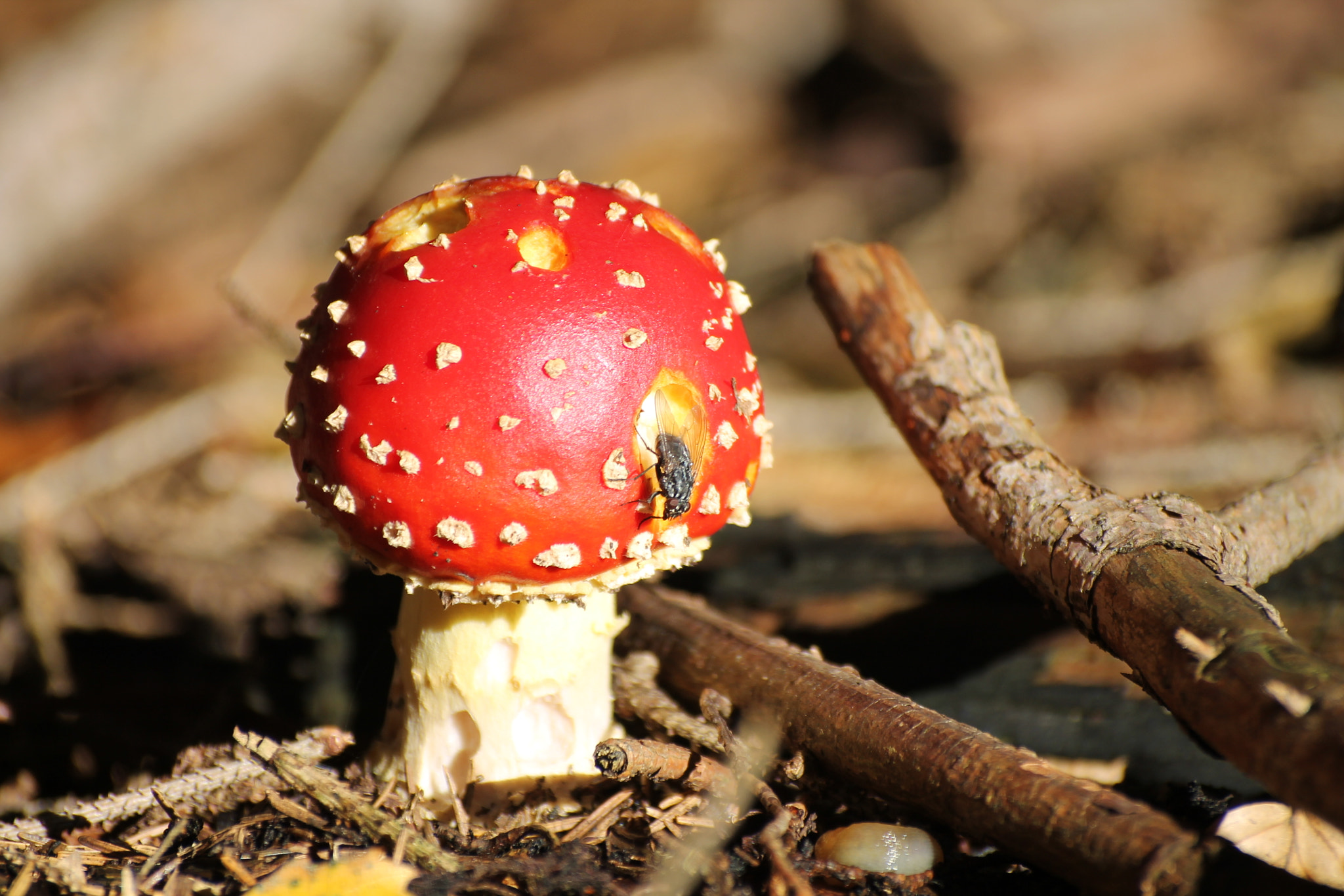 Sigma 50-200mm F4-5.6 DC OS HSM sample photo. Fly (with) agaric photography