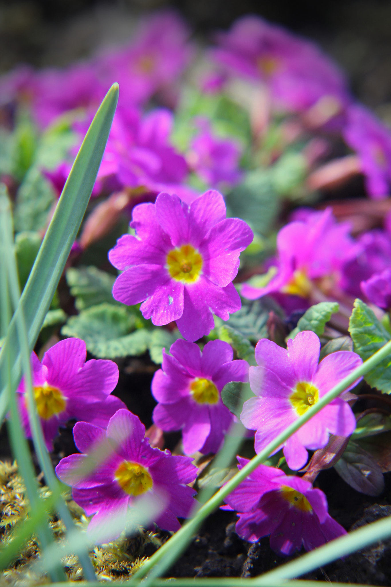 Sigma 50-200mm F4-5.6 DC OS HSM sample photo. Img photography