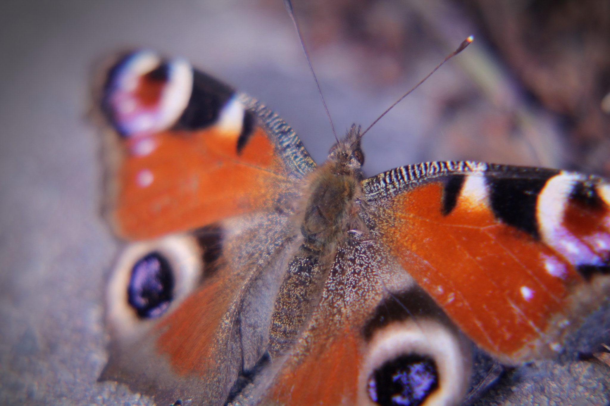 Sigma 50-200mm F4-5.6 DC OS HSM sample photo. Peacock butterfly photography
