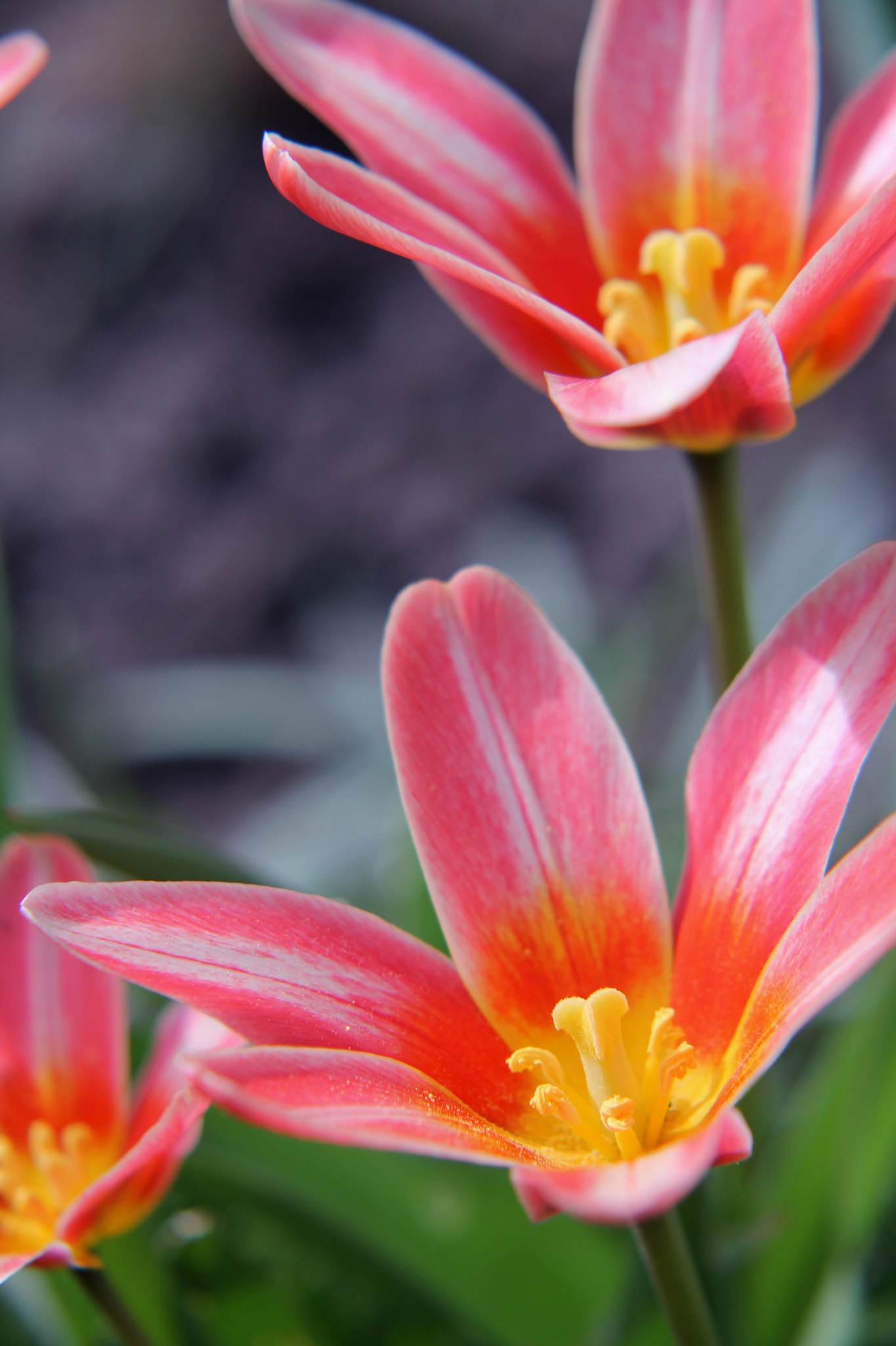 Sigma 50-200mm F4-5.6 DC OS HSM sample photo. Img photography