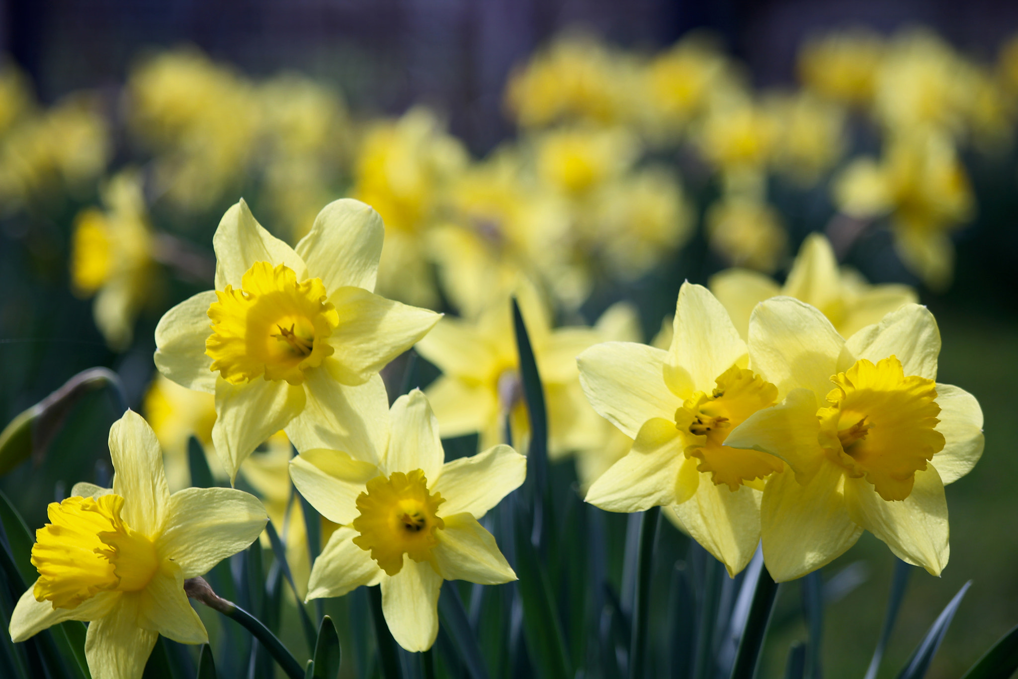 Sigma 50-200mm F4-5.6 DC OS HSM sample photo. Img photography