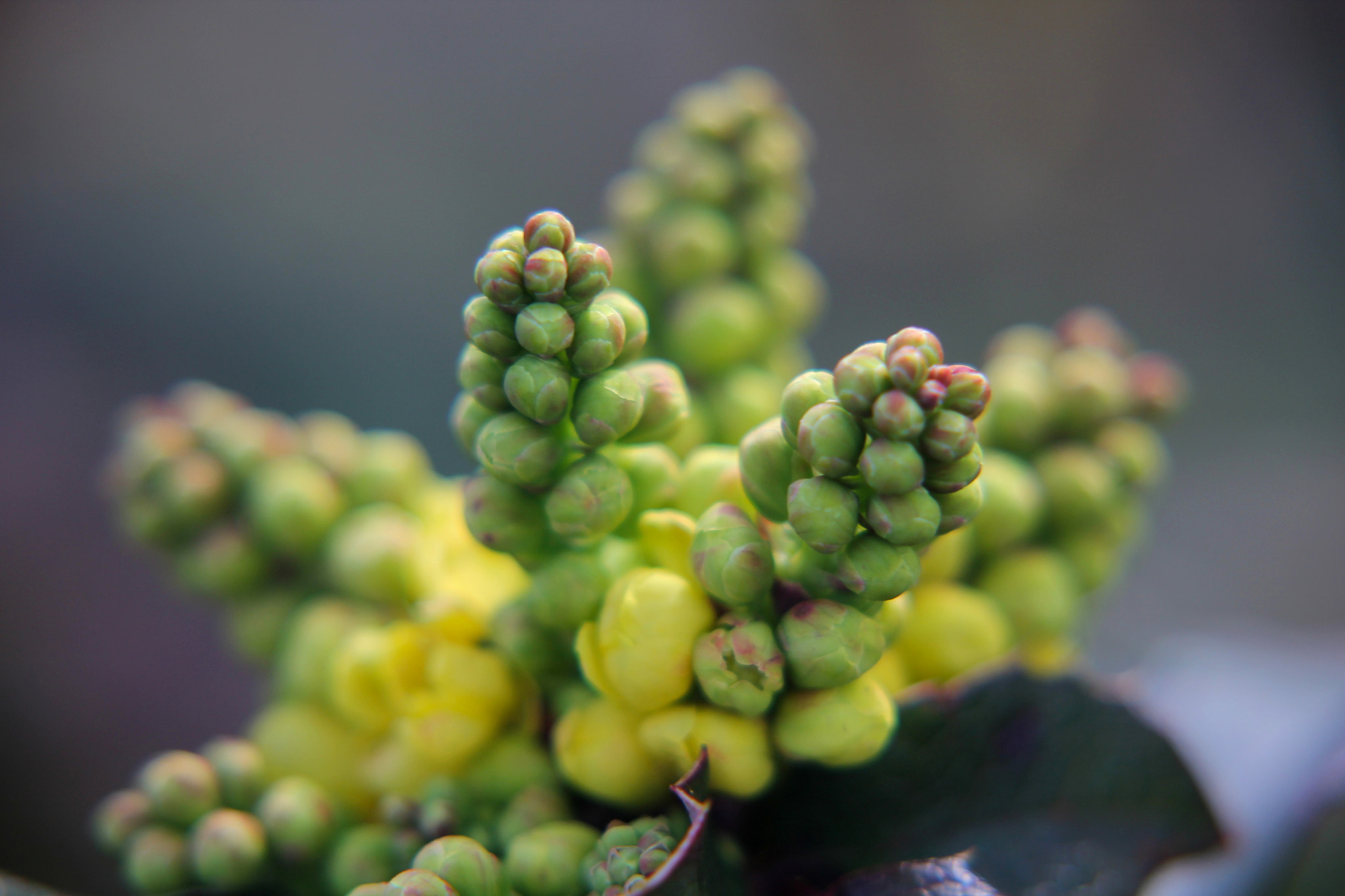 Sigma 50-200mm F4-5.6 DC OS HSM sample photo. Img photography
