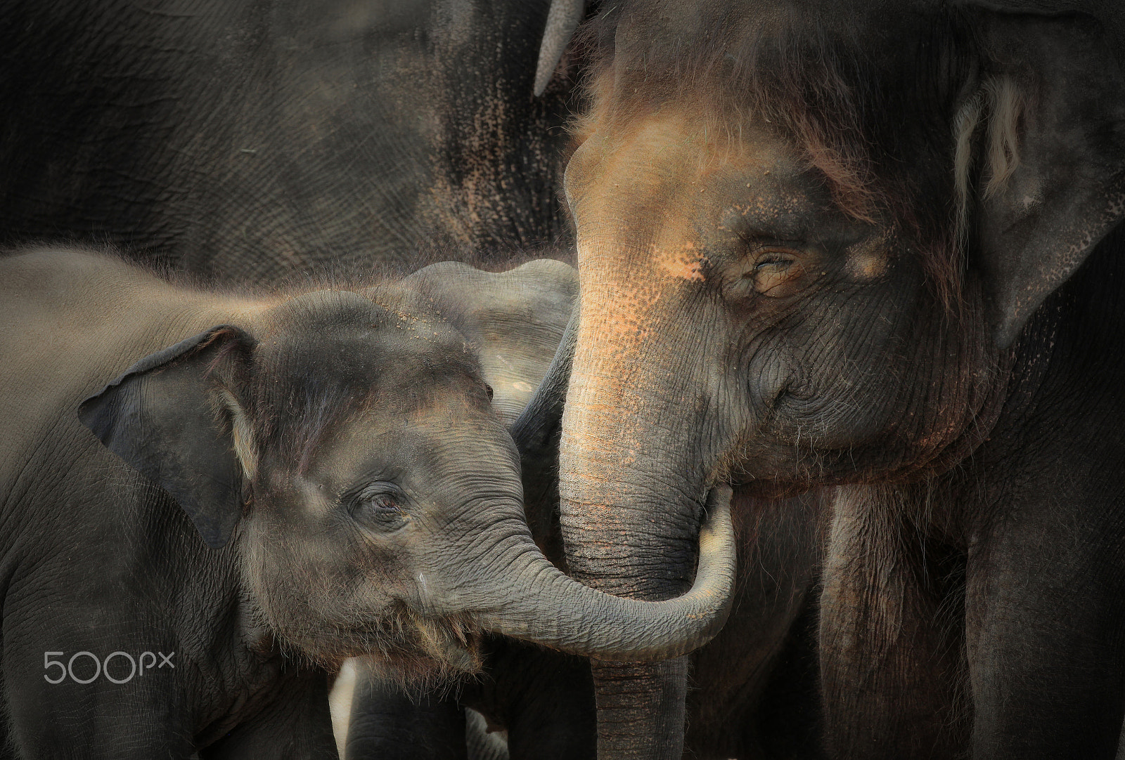 Canon EOS 5D Mark II + Canon EF 70-200mm F2.8L IS II USM sample photo. Family ties .... photography