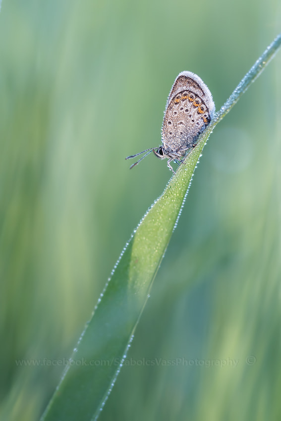 Sigma 150mm F2.8 EX DG OS Macro HSM sample photo. - photography