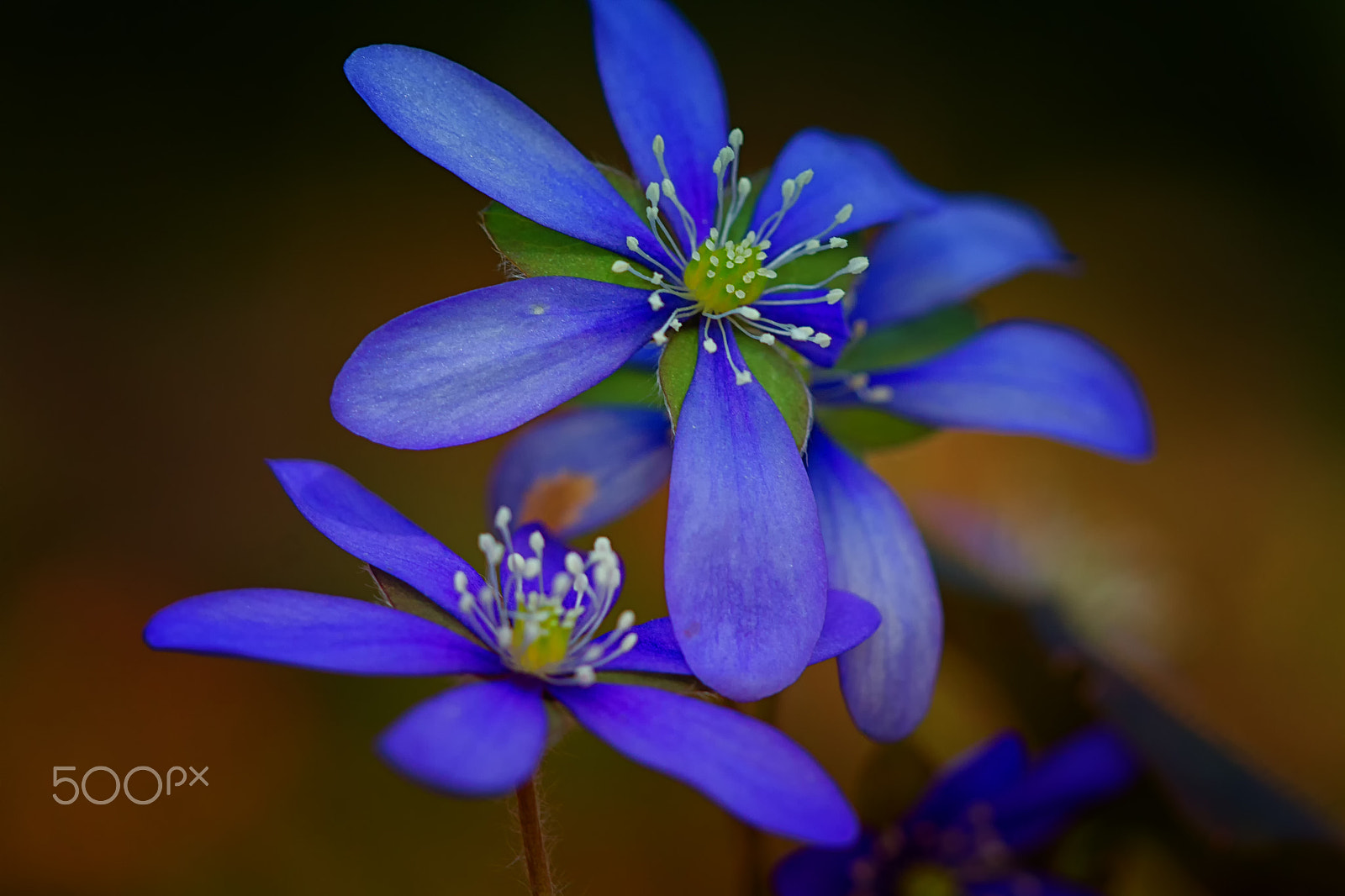 Sigma APO Macro 150mm f/2.8 EX DG HSM sample photo. Liverleaf photography