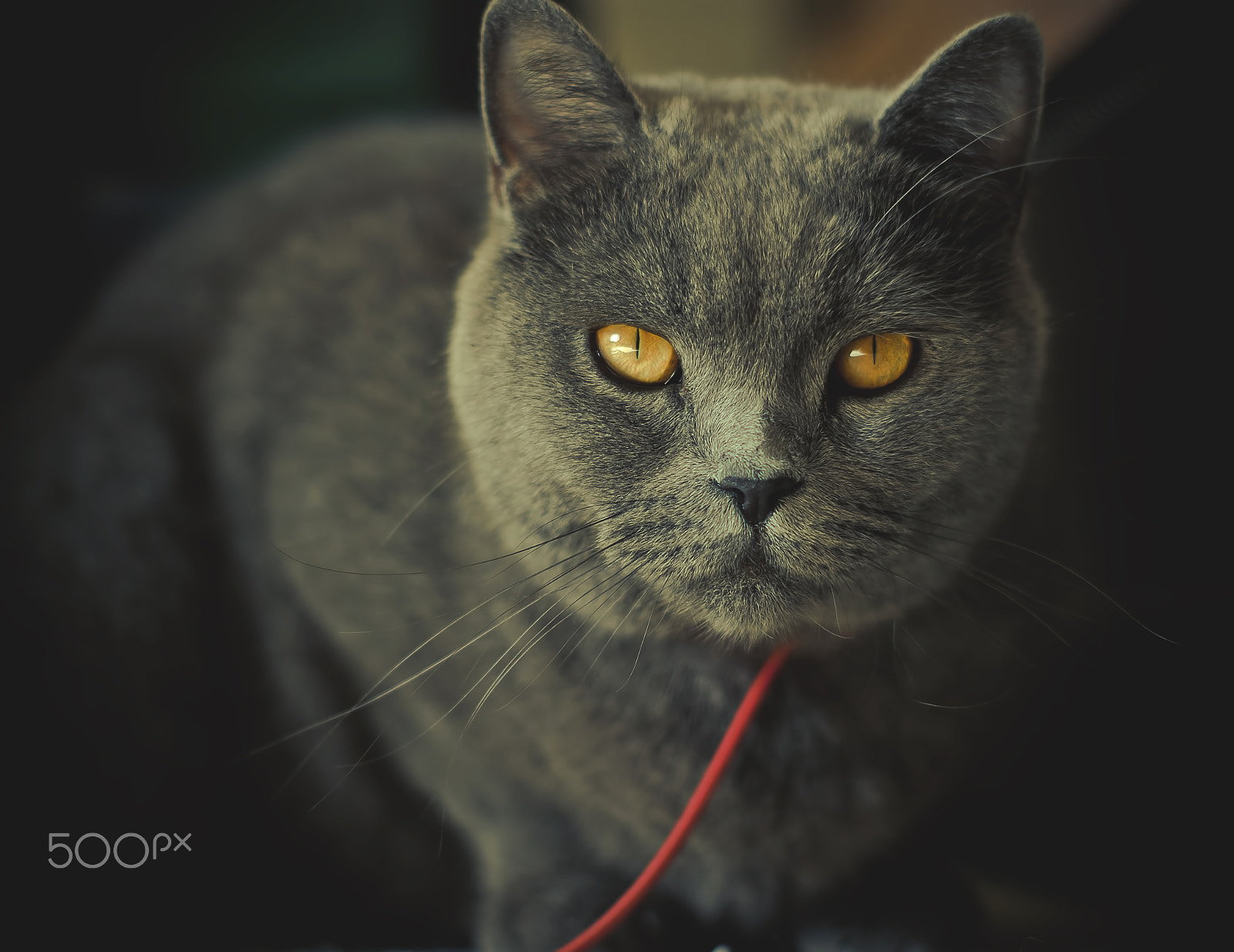Minolta AF 50mm F1.7 sample photo. Mistery cat photography