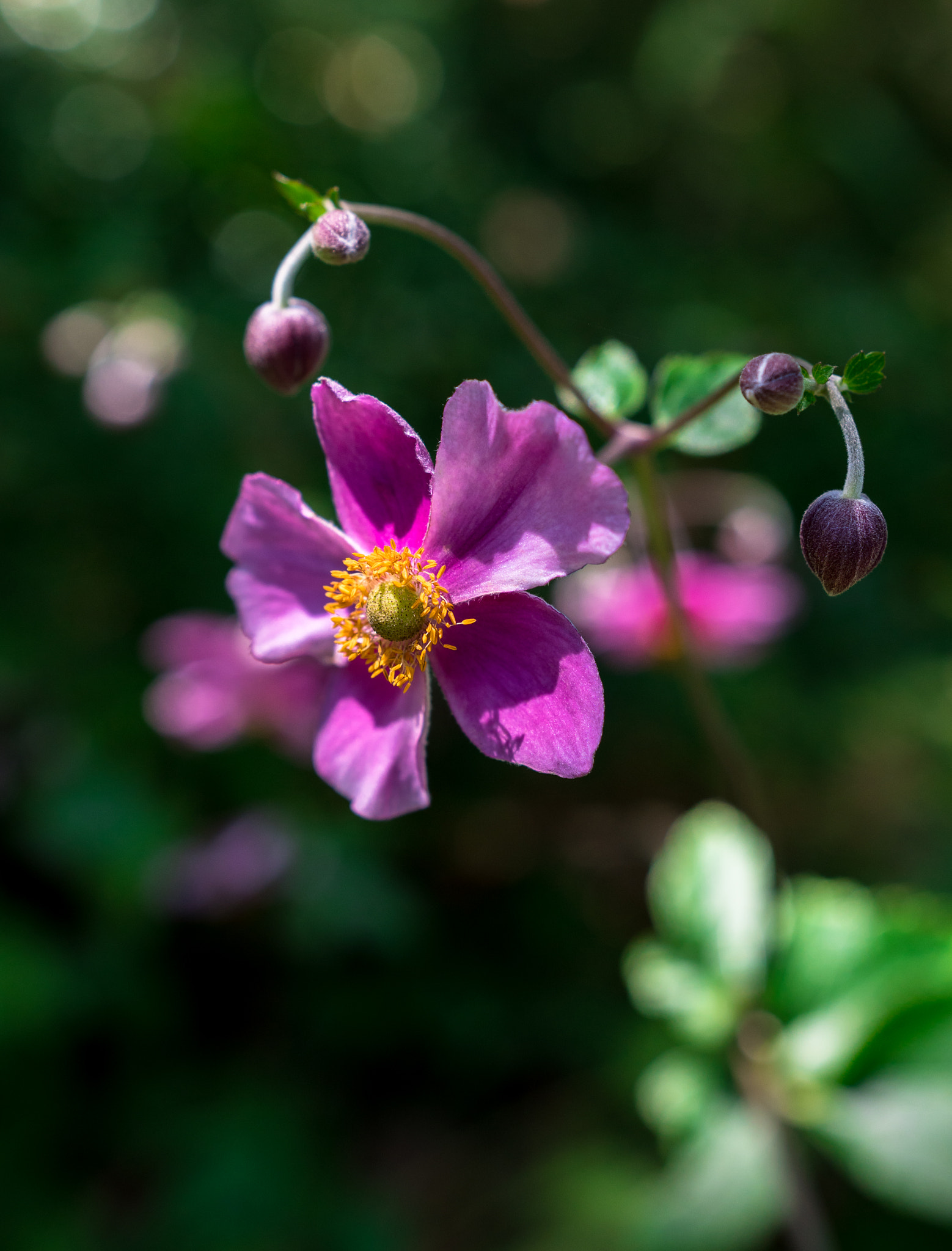 Sony a6300 + 18-35mm F1.8 DC HSM | Art 013 sample photo. Pink anemone ii photography