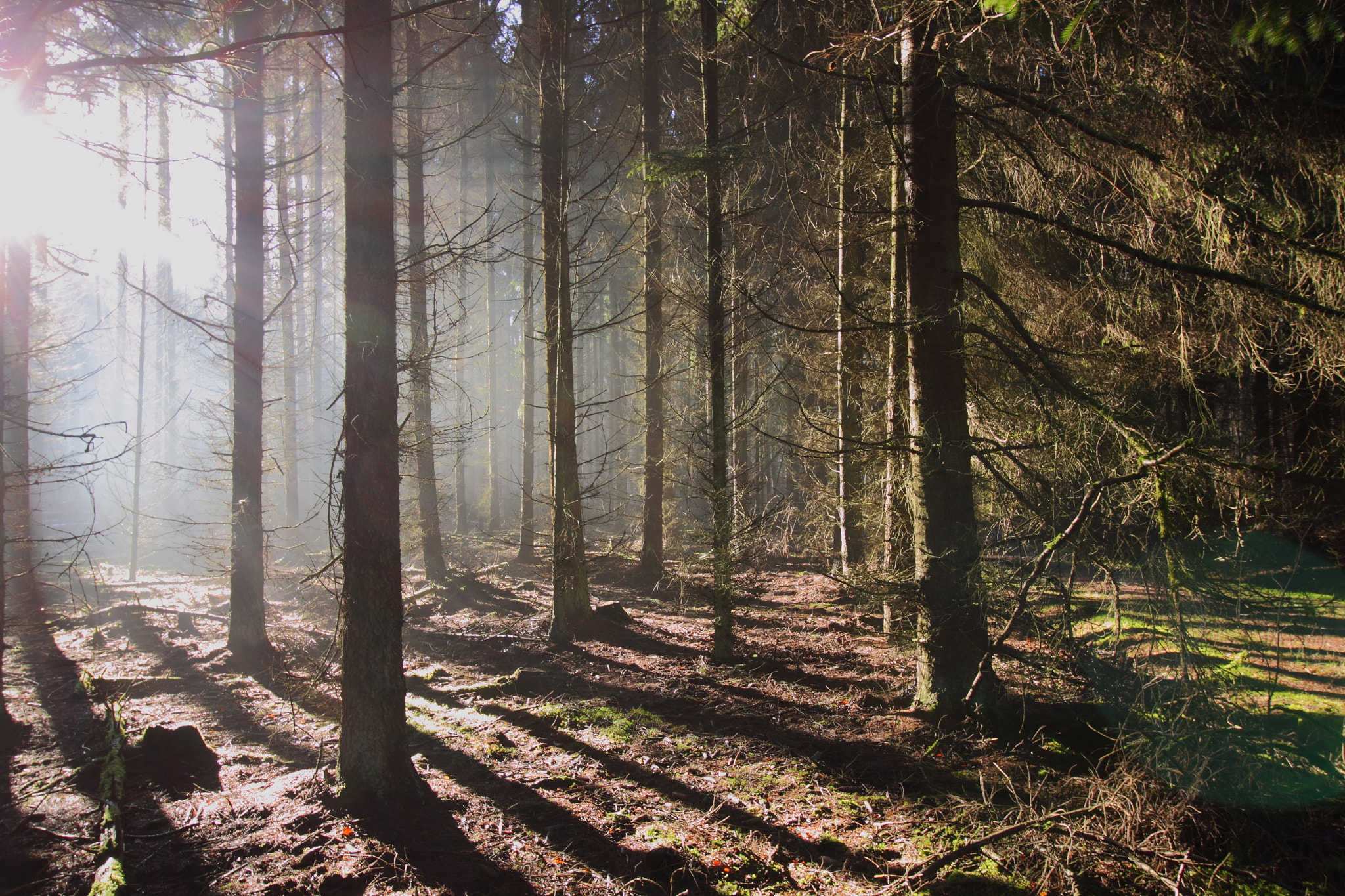Canon EOS 50D sample photo. Winter sunlight photography