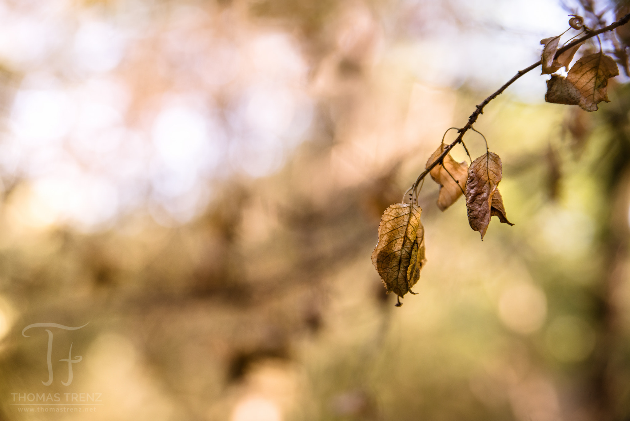Nikon D600 sample photo. Autumn light photography