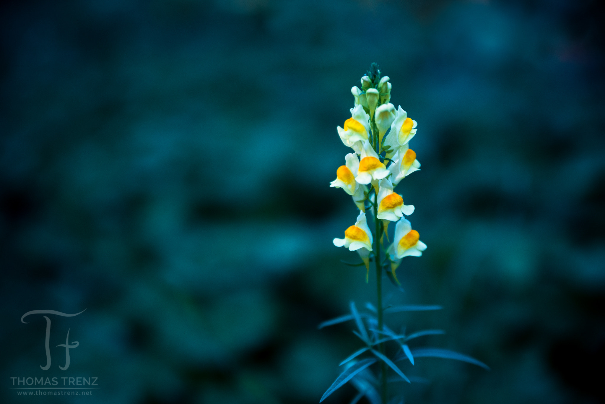 Nikon D600 sample photo. Twilight star photography