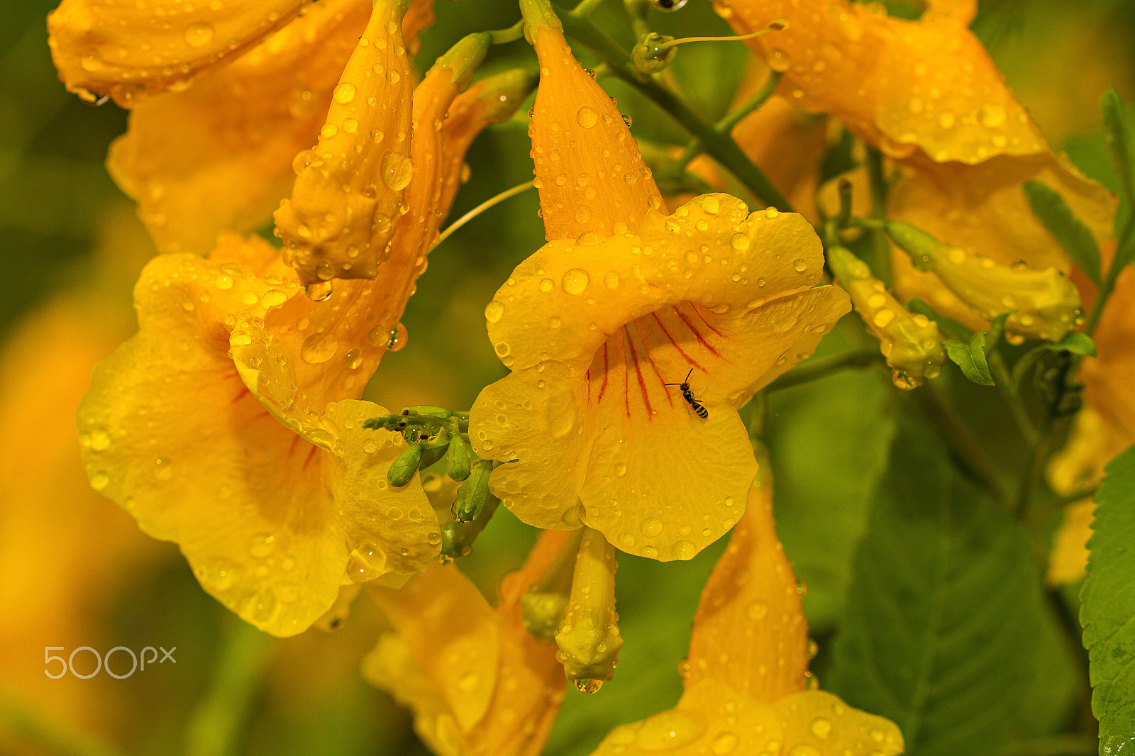 Canon EOS 7D + Canon EF 100mm F2.8L Macro IS USM sample photo. Flower-power photography