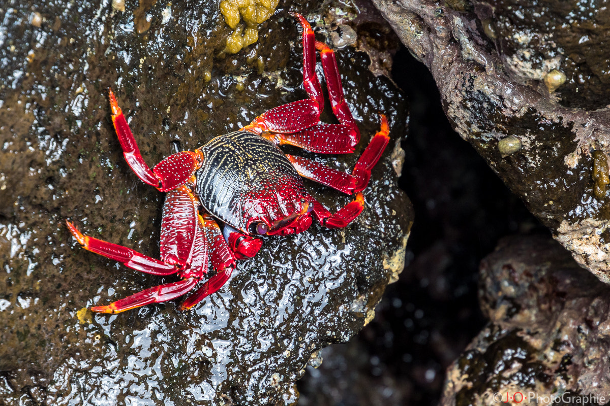 Canon EOS 7D Mark II + Canon EF 70-200mm F4L USM sample photo. Rote felsenkrabbe, la palma photography