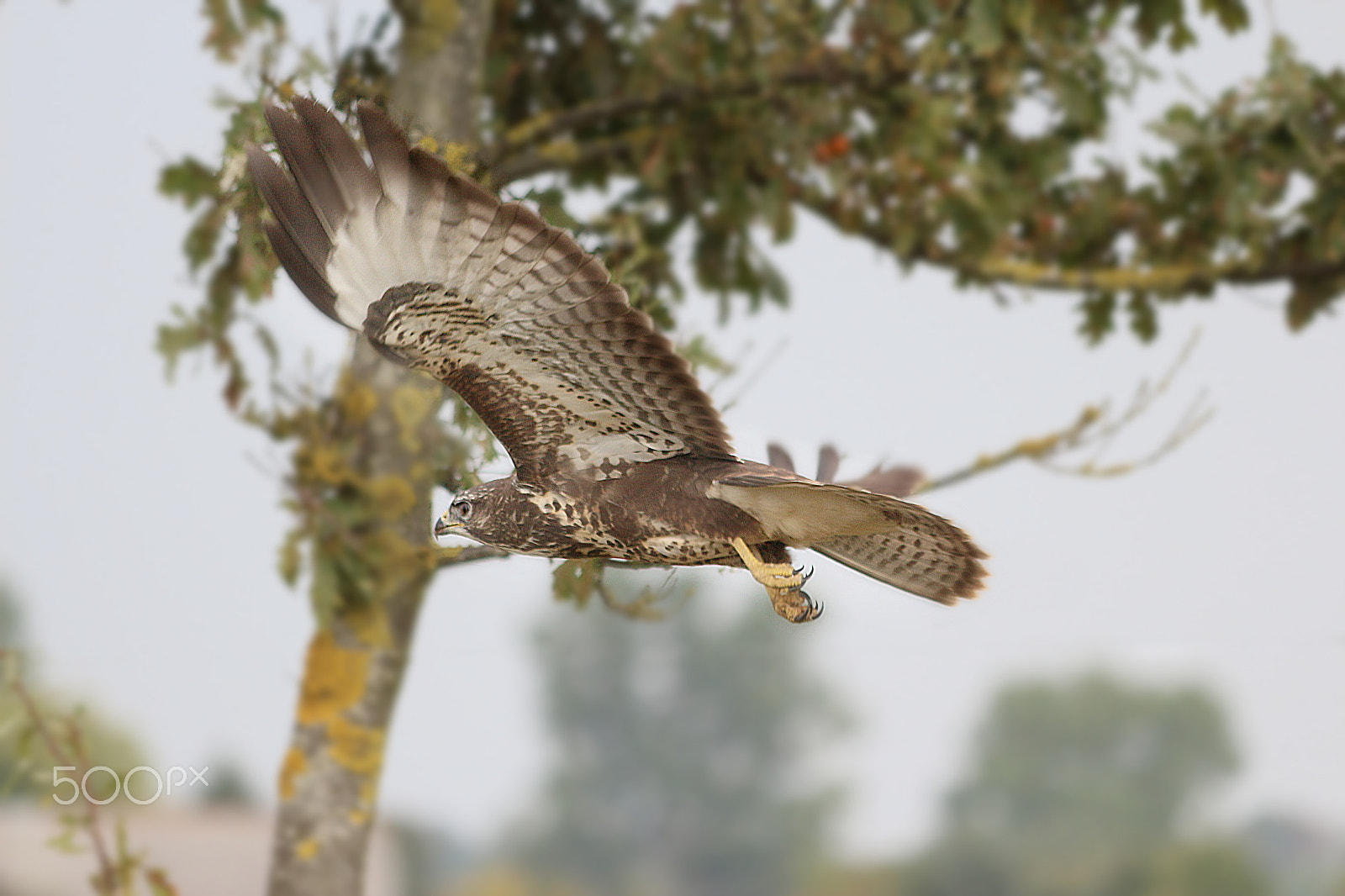Canon EF-S 55-250mm F4-5.6 IS sample photo. N.t. photography
