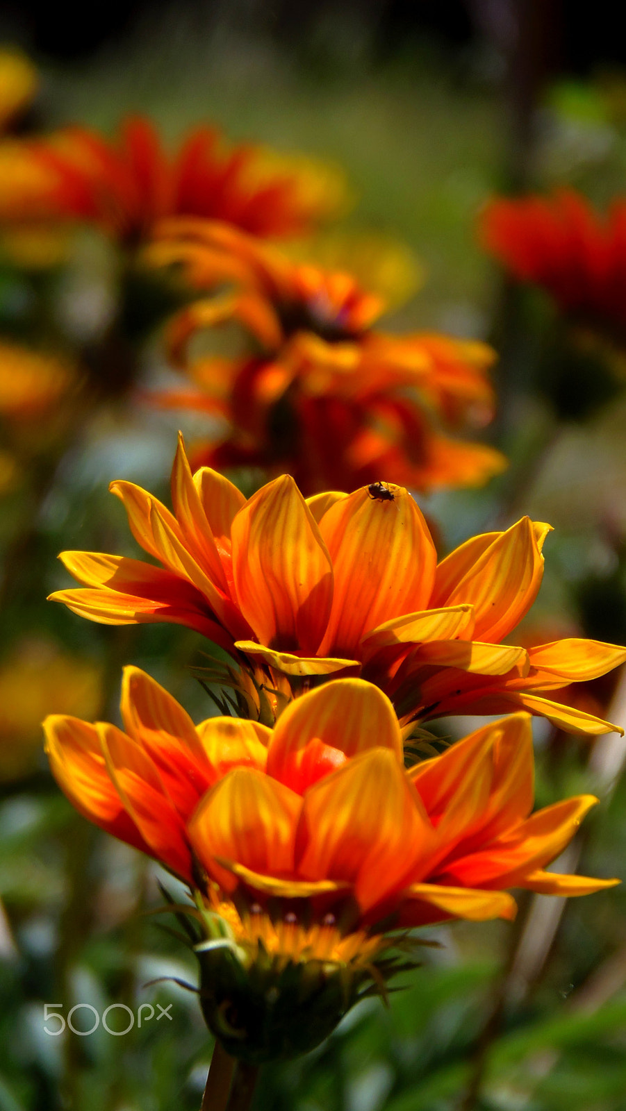 Olympus SP-810UZ sample photo. Gazania flowers photography