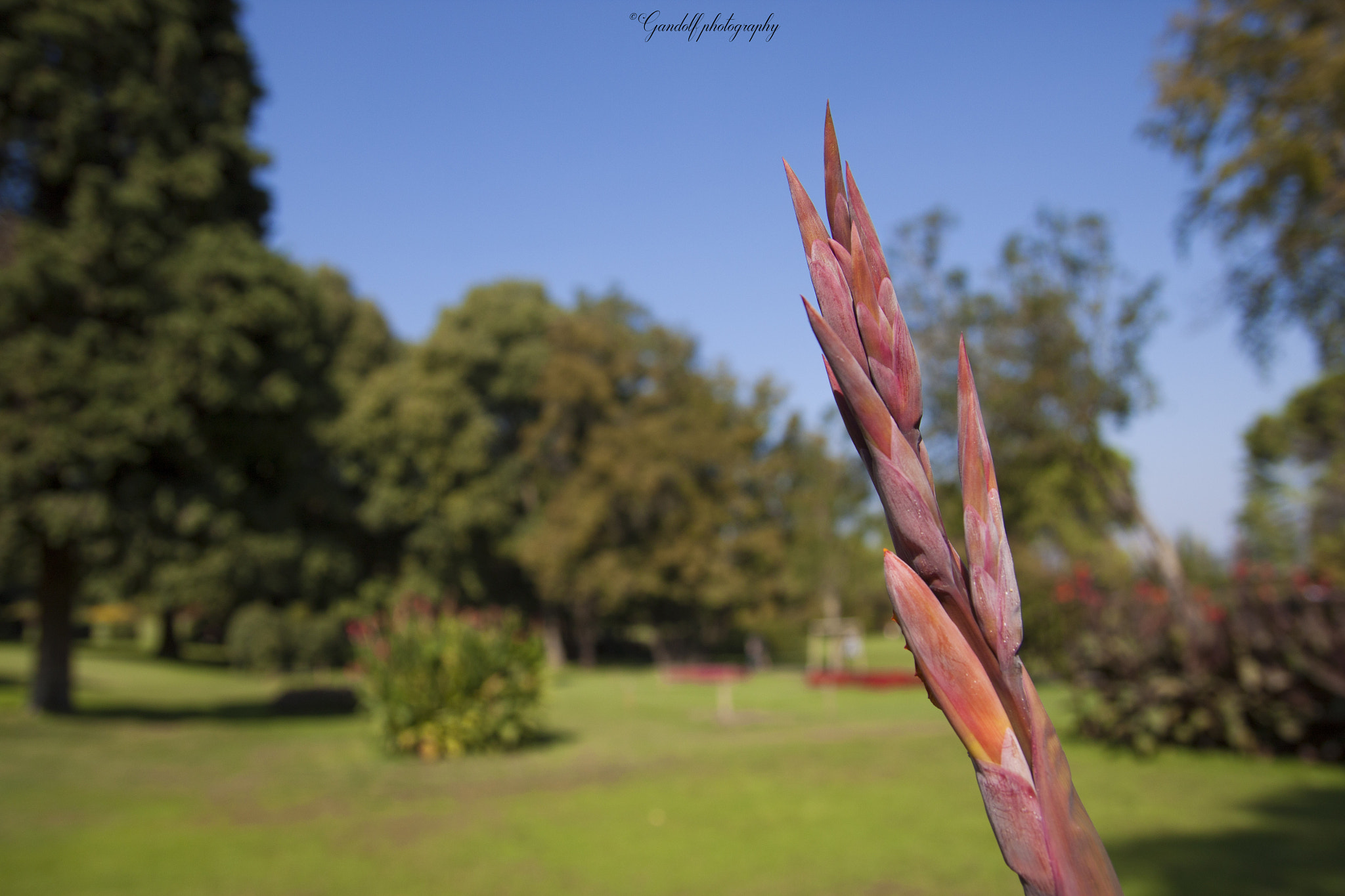 Tamron SP AF 17-50mm F2.8 XR Di II LD Aspherical (IF) sample photo. Flowers photography