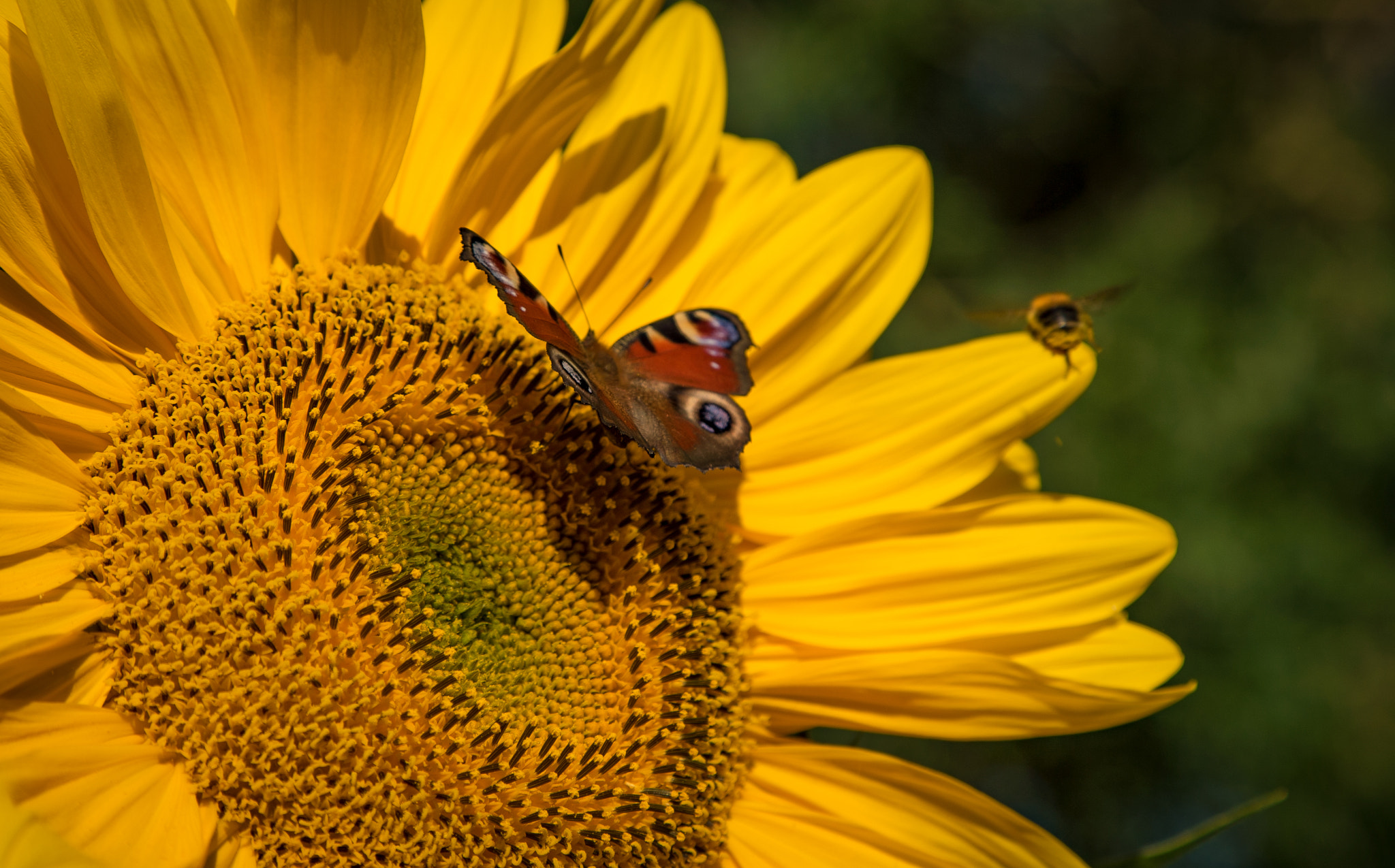 Sony a7S sample photo. Butterfly flower photography