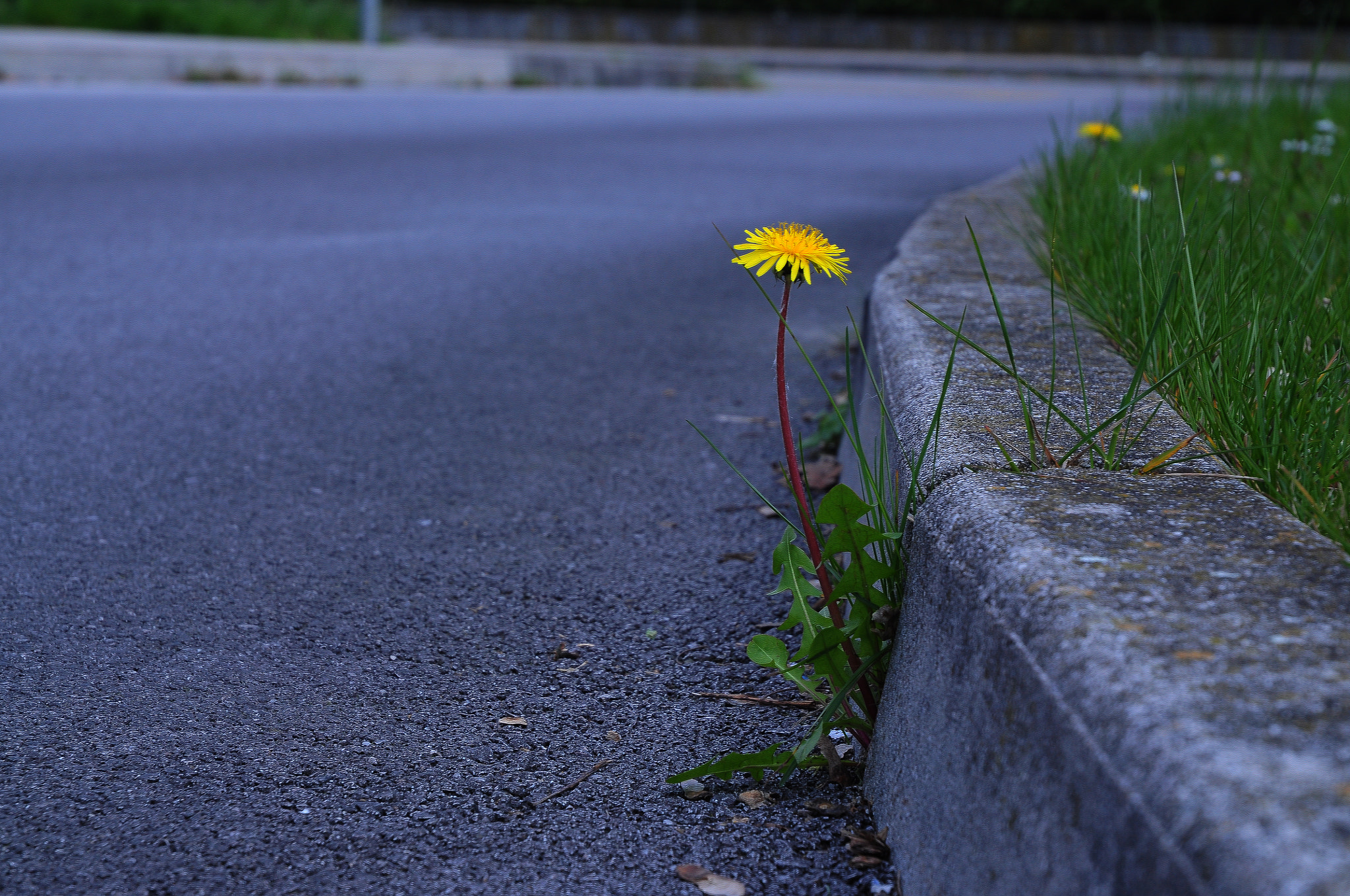 Nikon D5000 sample photo