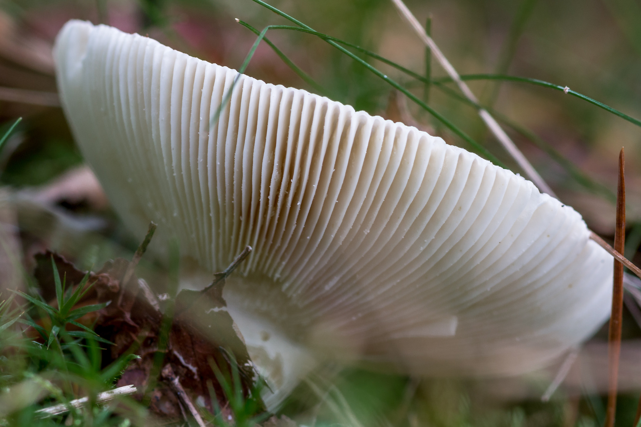 Sigma 105mm F2.8 EX DG Macro sample photo. Fungus 1 photography