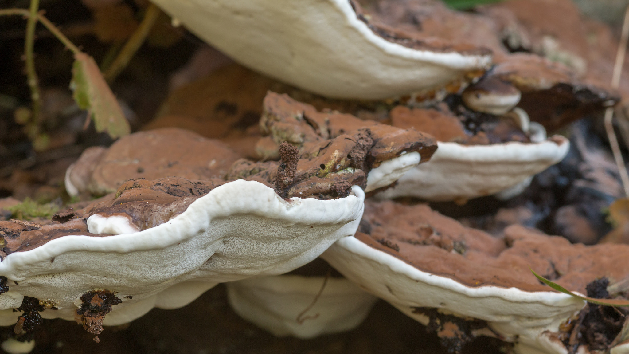 Sigma 105mm F2.8 EX DG Macro sample photo. Fungus 2 photography