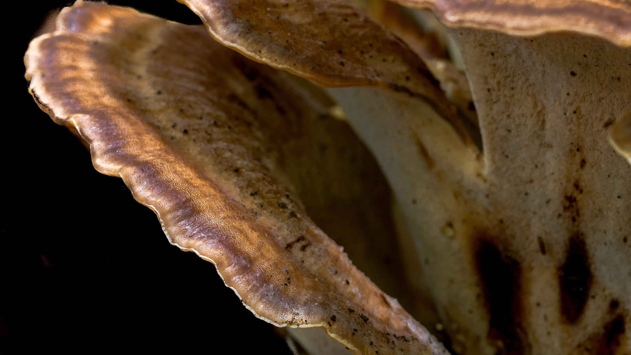 Sigma 105mm F2.8 EX DG Macro sample photo. Fungus 3 photography