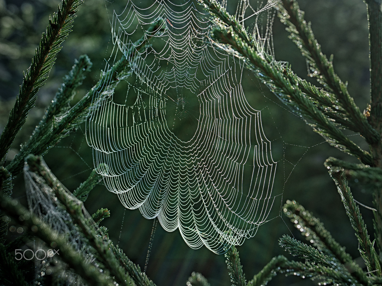 Sony FE 70-300mm F4.5-5.6 G OSS sample photo. Spider web ii photography