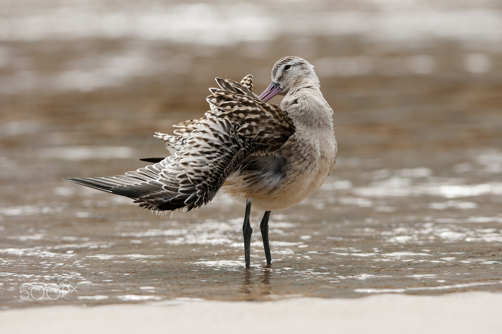 Nikon AF-S Nikkor 200-400mm F4G ED-IF VR sample photo. Limosa lapponica photography