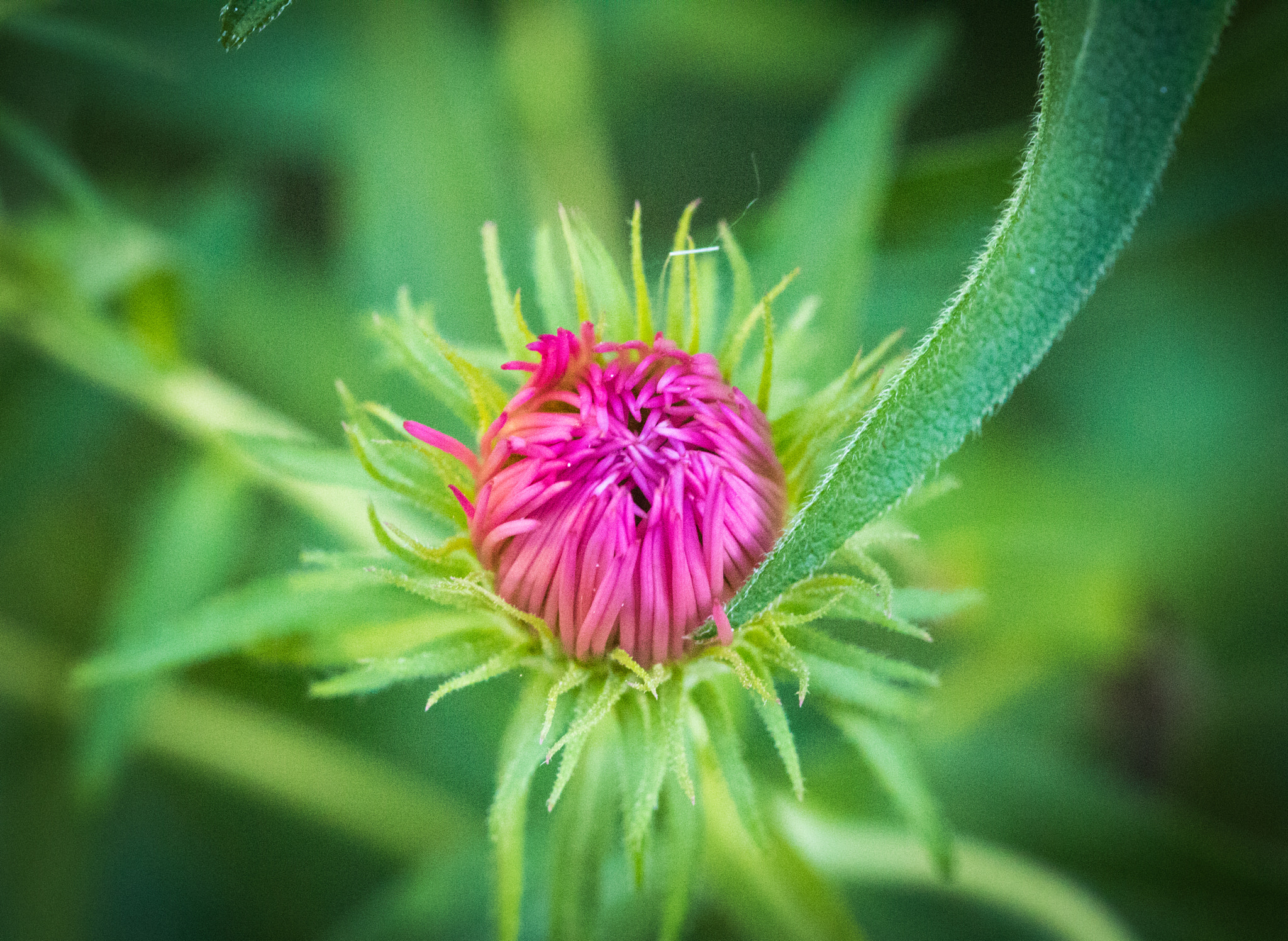 Canon EF 100mm F2.8L Macro IS USM sample photo. Pink blossom with green leaf photography