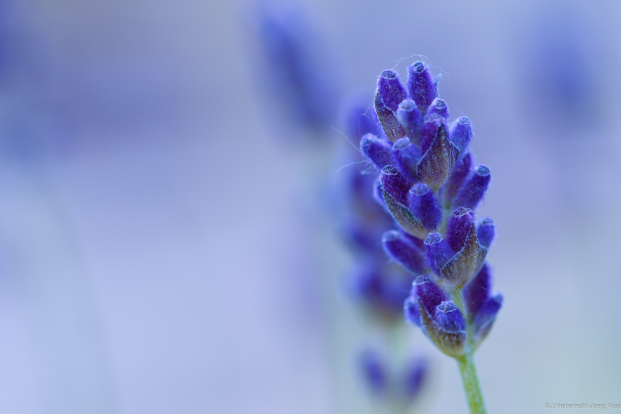 Canon EF 100mm F2.8L Macro IS USM sample photo. The blue one.... photography