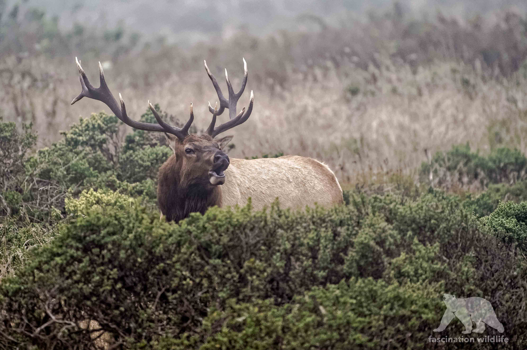 Nikon D4S sample photo. Bugling elk bull photography