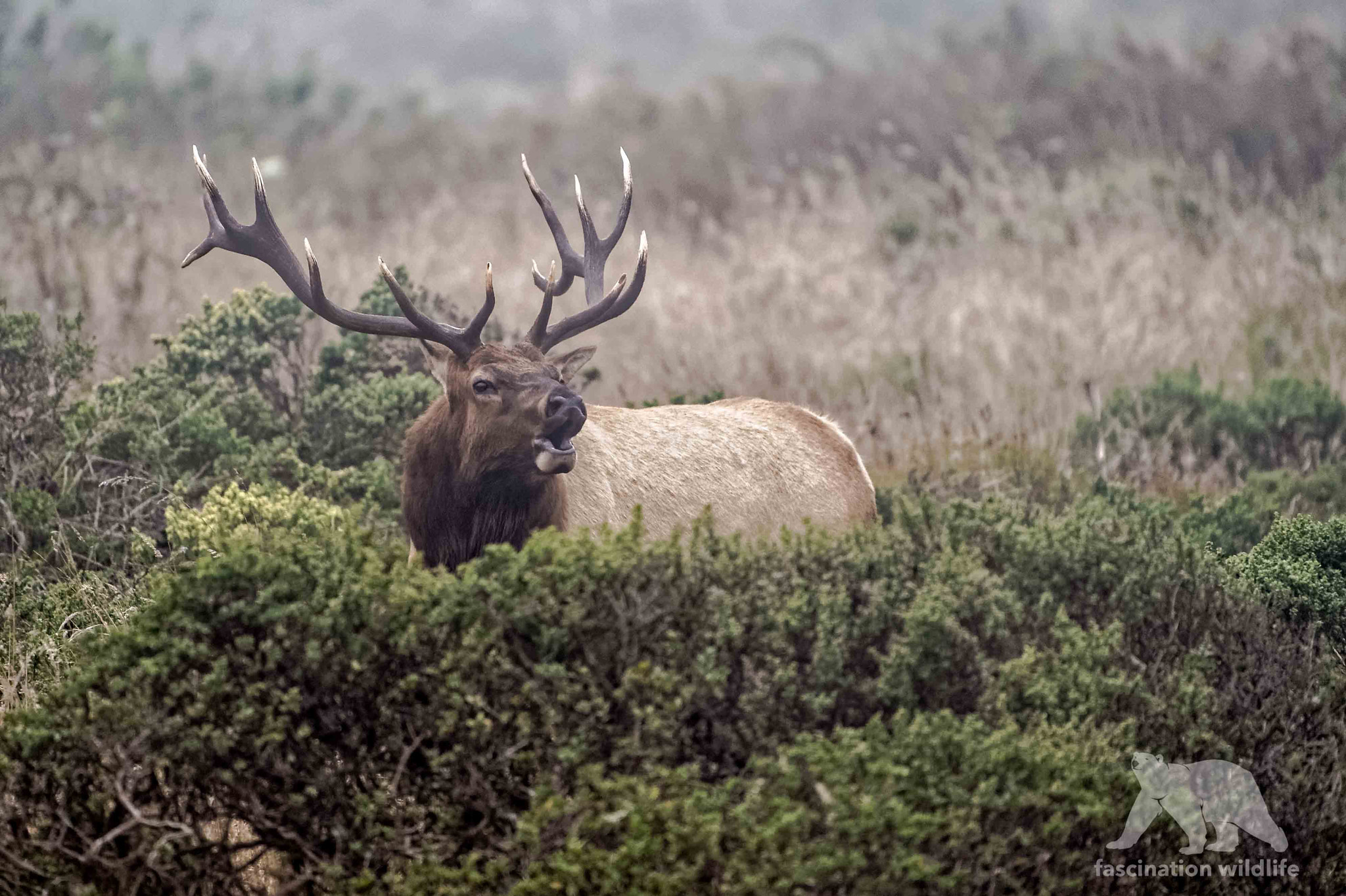 Sigma 150-600mm F5-6.3 DG OS HSM | S sample photo. Bugling elk bull photography