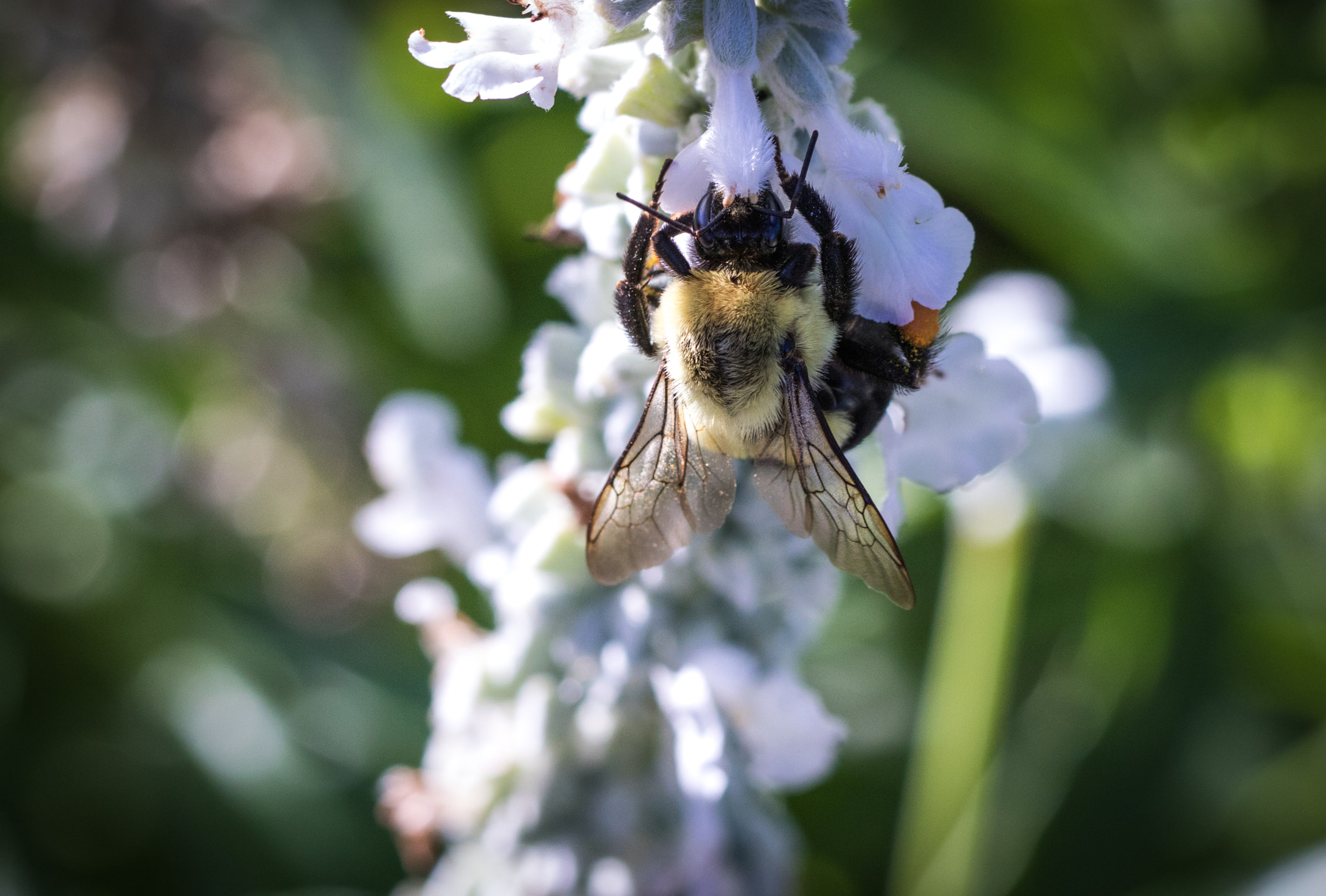 Canon EF 100mm F2.8L Macro IS USM sample photo. Upside down bumble bee photography