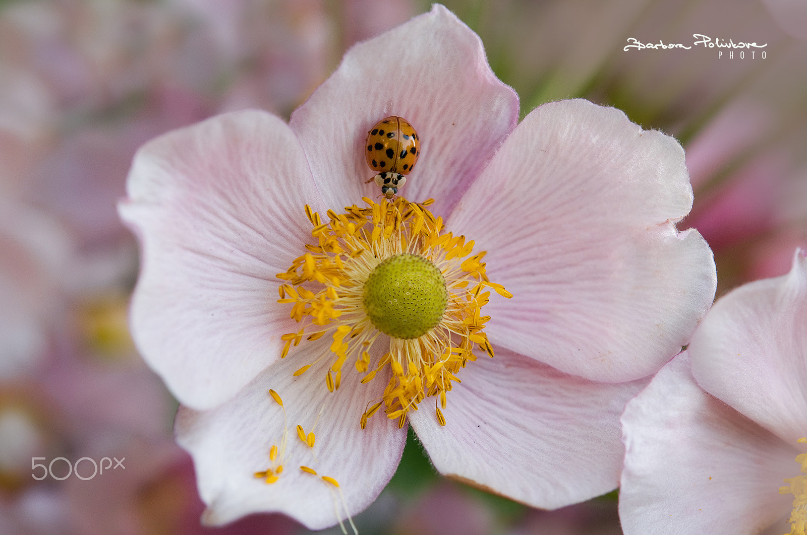 Nikon AF-S Micro-Nikkor 60mm F2.8G ED sample photo. Summer fragrance photography