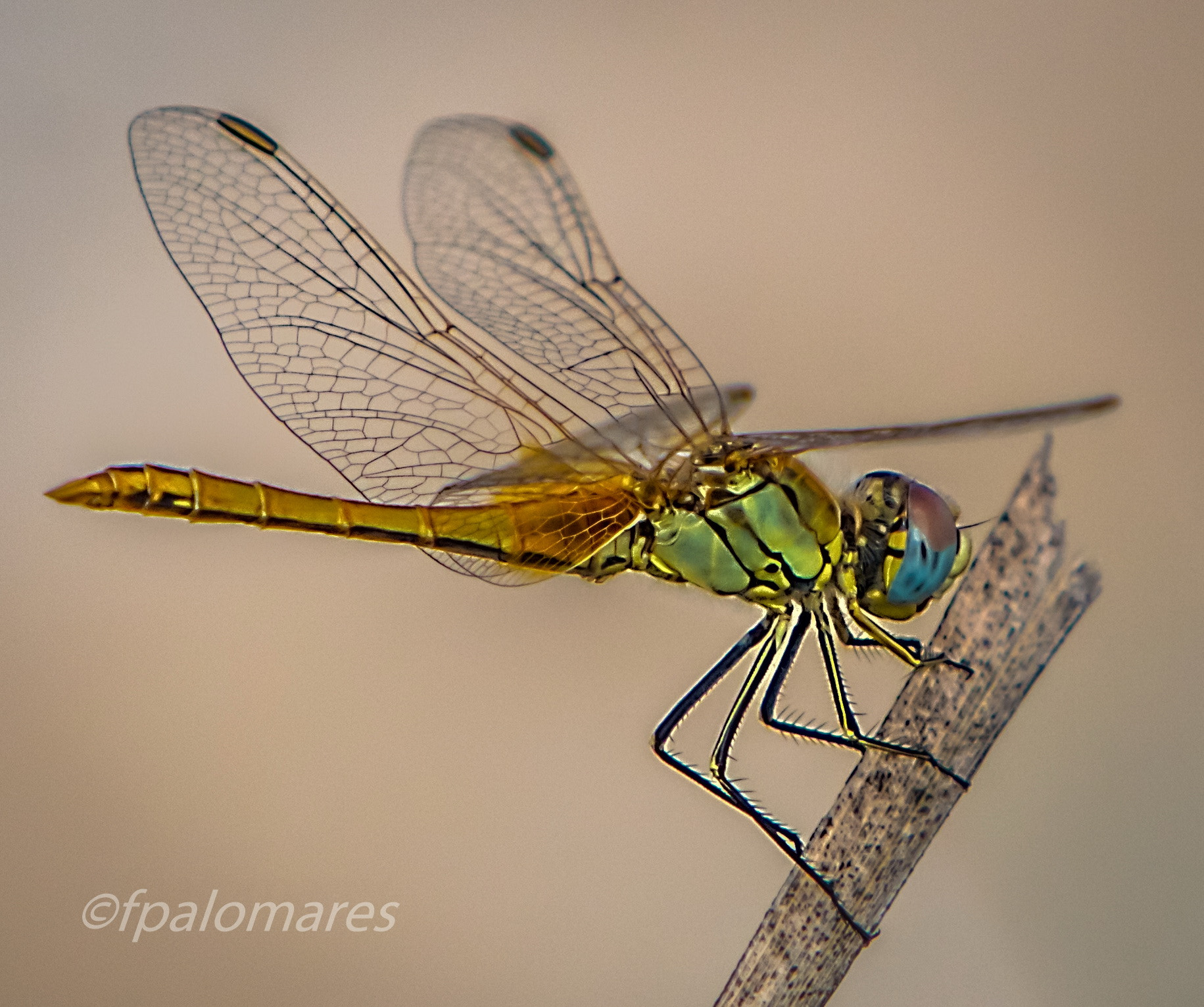 Canon EF 70-200mm F2.8L IS USM sample photo. Libelula photography