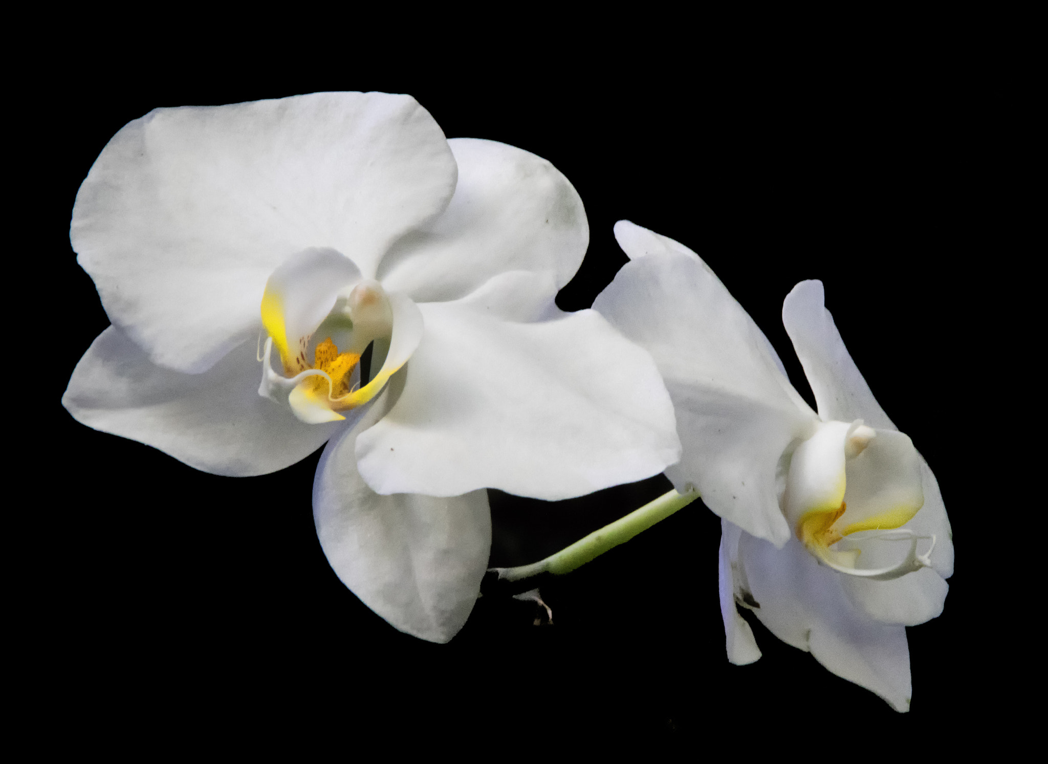 Canon EOS 7D Mark II sample photo. White orchids photography