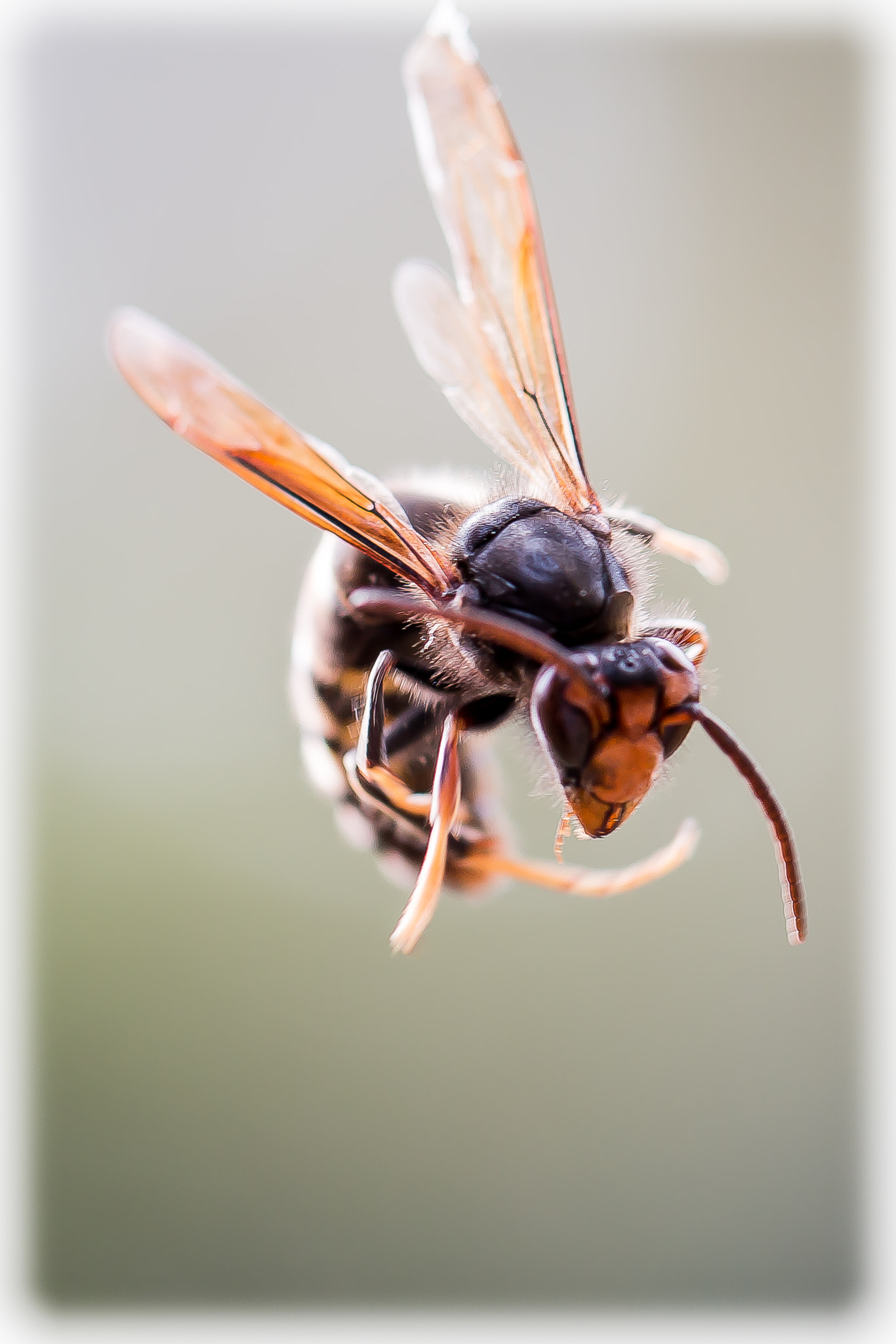 Canon EOS 70D + Canon EF 100mm F2.8L Macro IS USM sample photo. Frelon photography