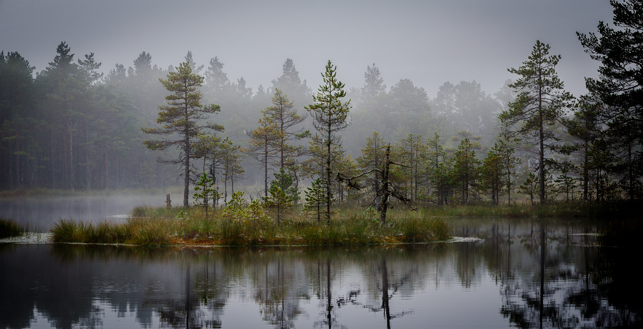 Canon EOS-1D X + Canon EF 70-200mm F2.8L USM sample photo. Mist'y morning at bog photography