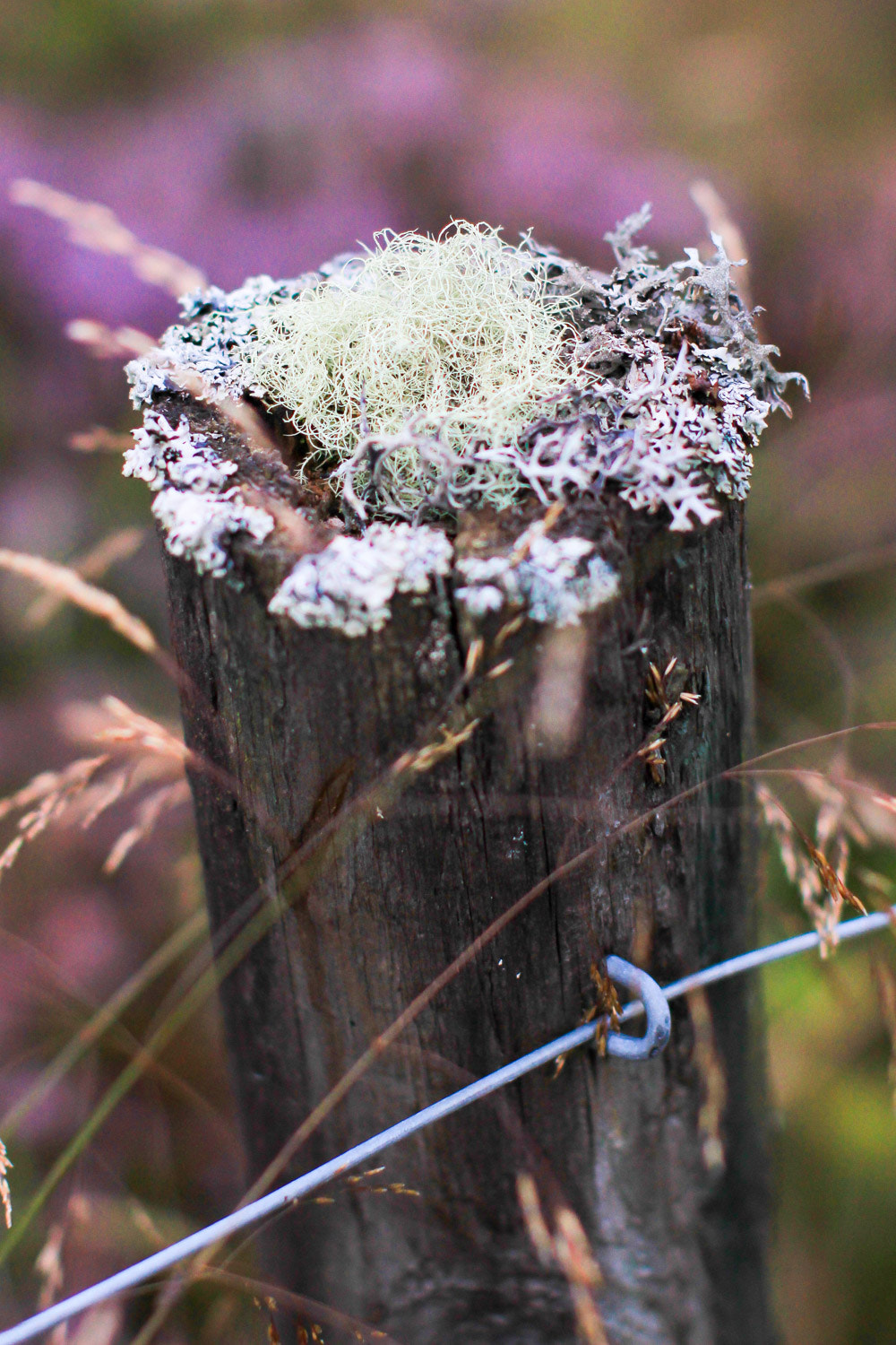 Canon EOS 600D (Rebel EOS T3i / EOS Kiss X5) + Canon EF 50mm F1.2L USM sample photo. Hidden beauty photography