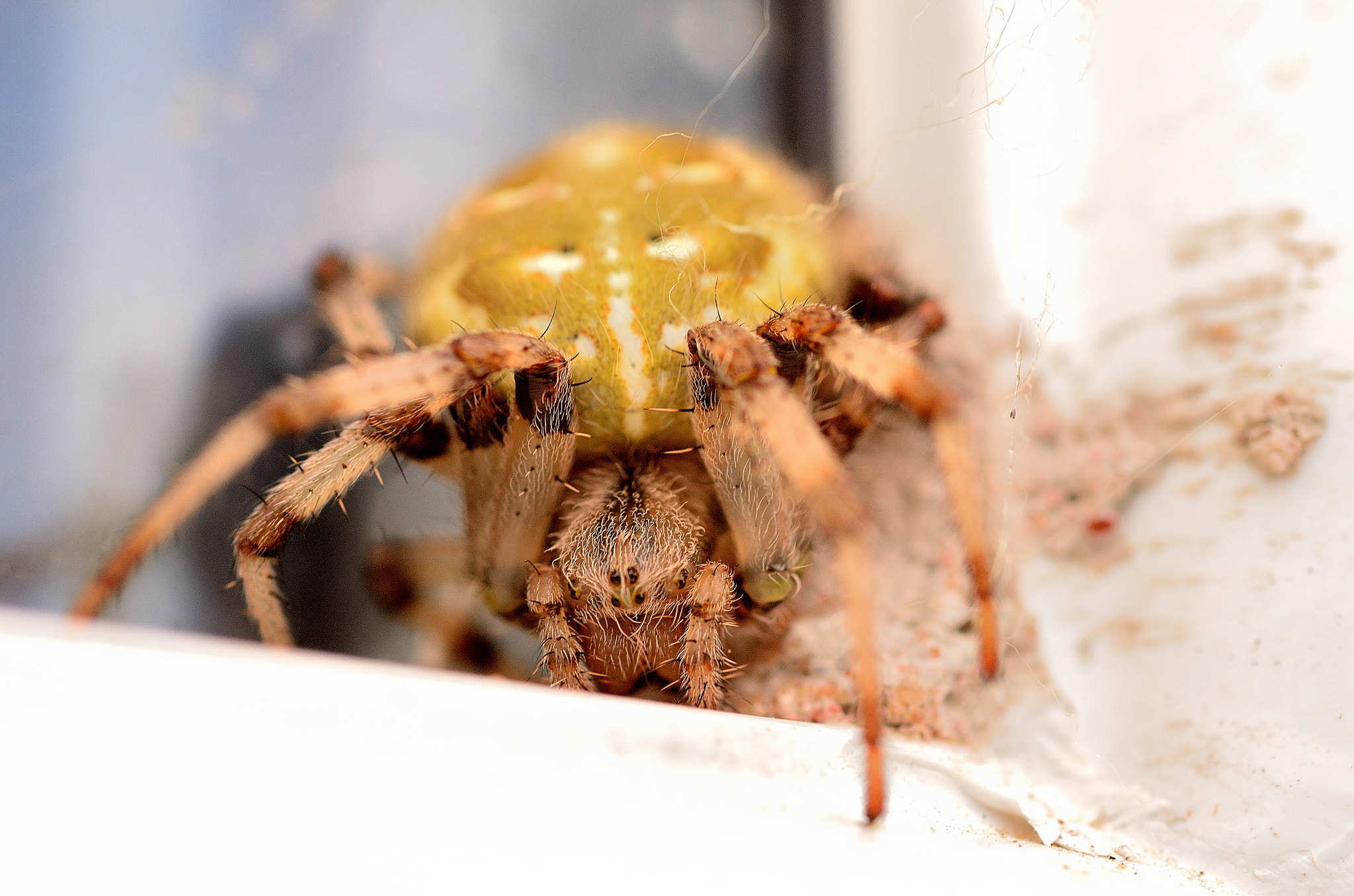 Nikon D7000 + Sigma 50mm F2.8 EX DG Macro sample photo. Spider photography