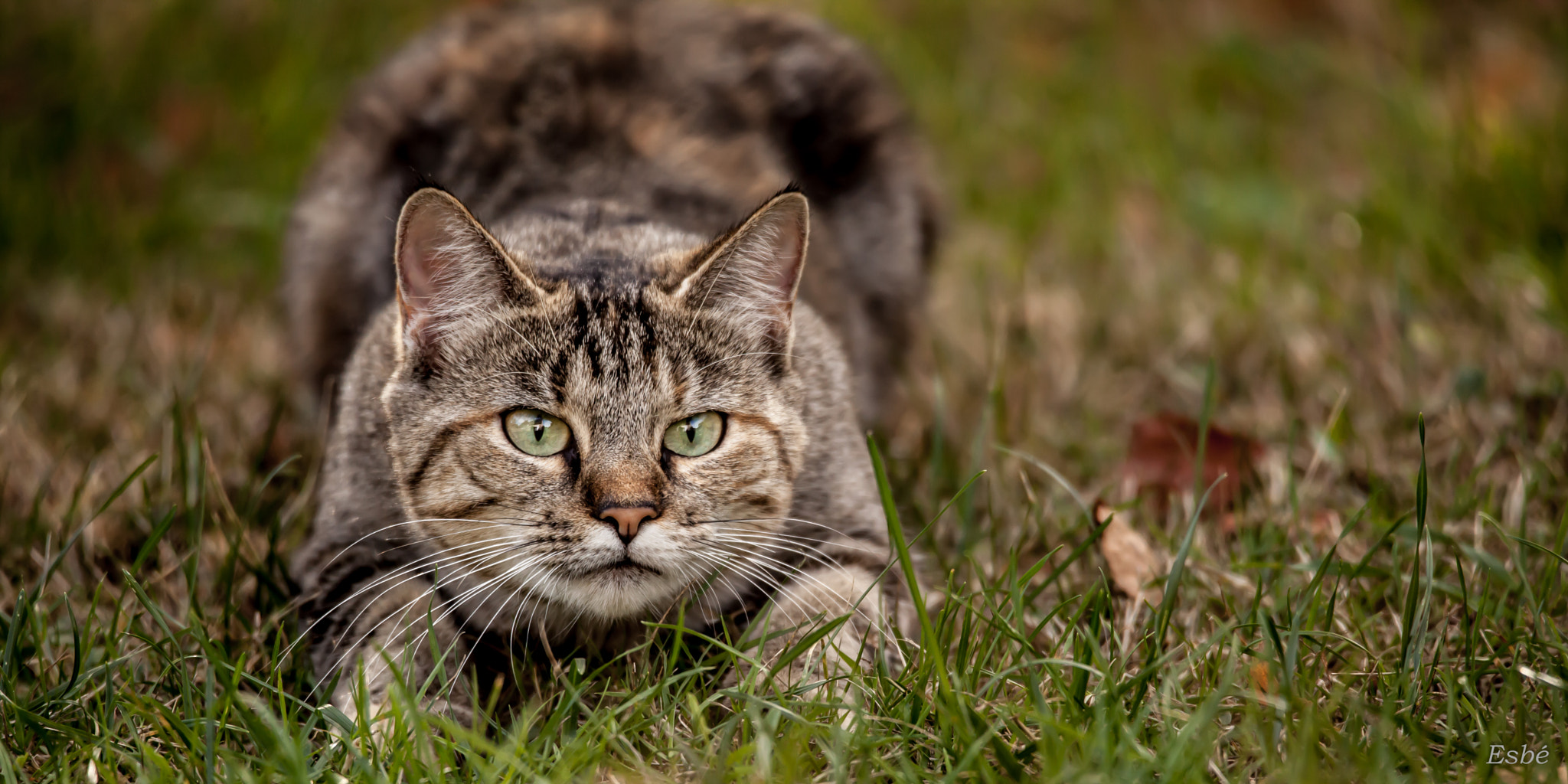 150-600mm F5-6.3 DG OS HSM | Contemporary 015 sample photo. Warrior, ready to fight photography