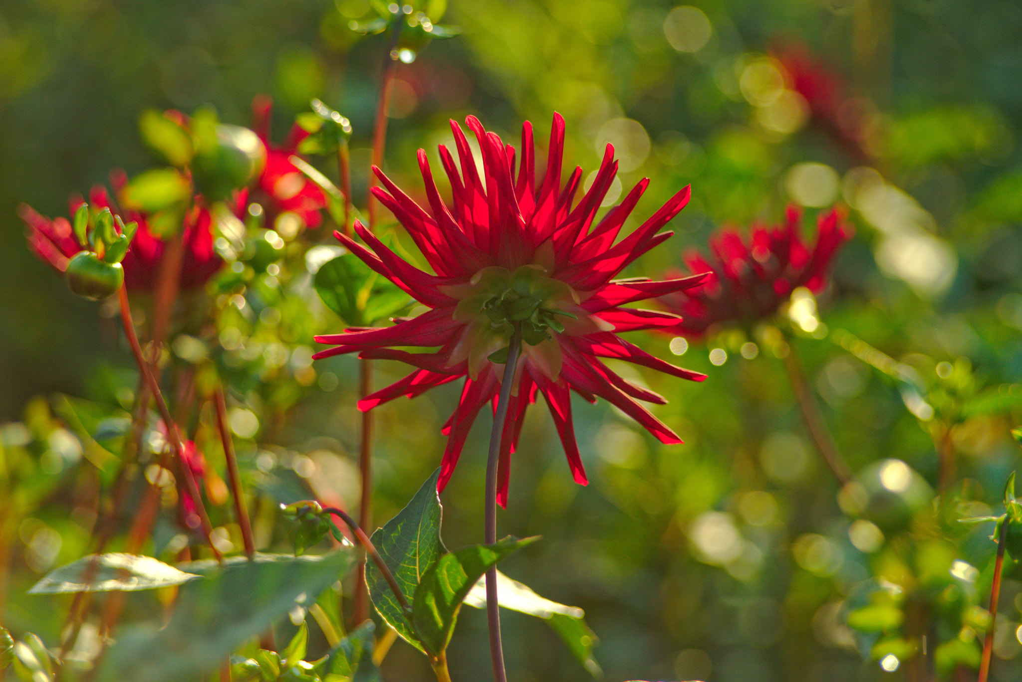 Manual Lens No CPU sample photo. Dahlia bokeh photography