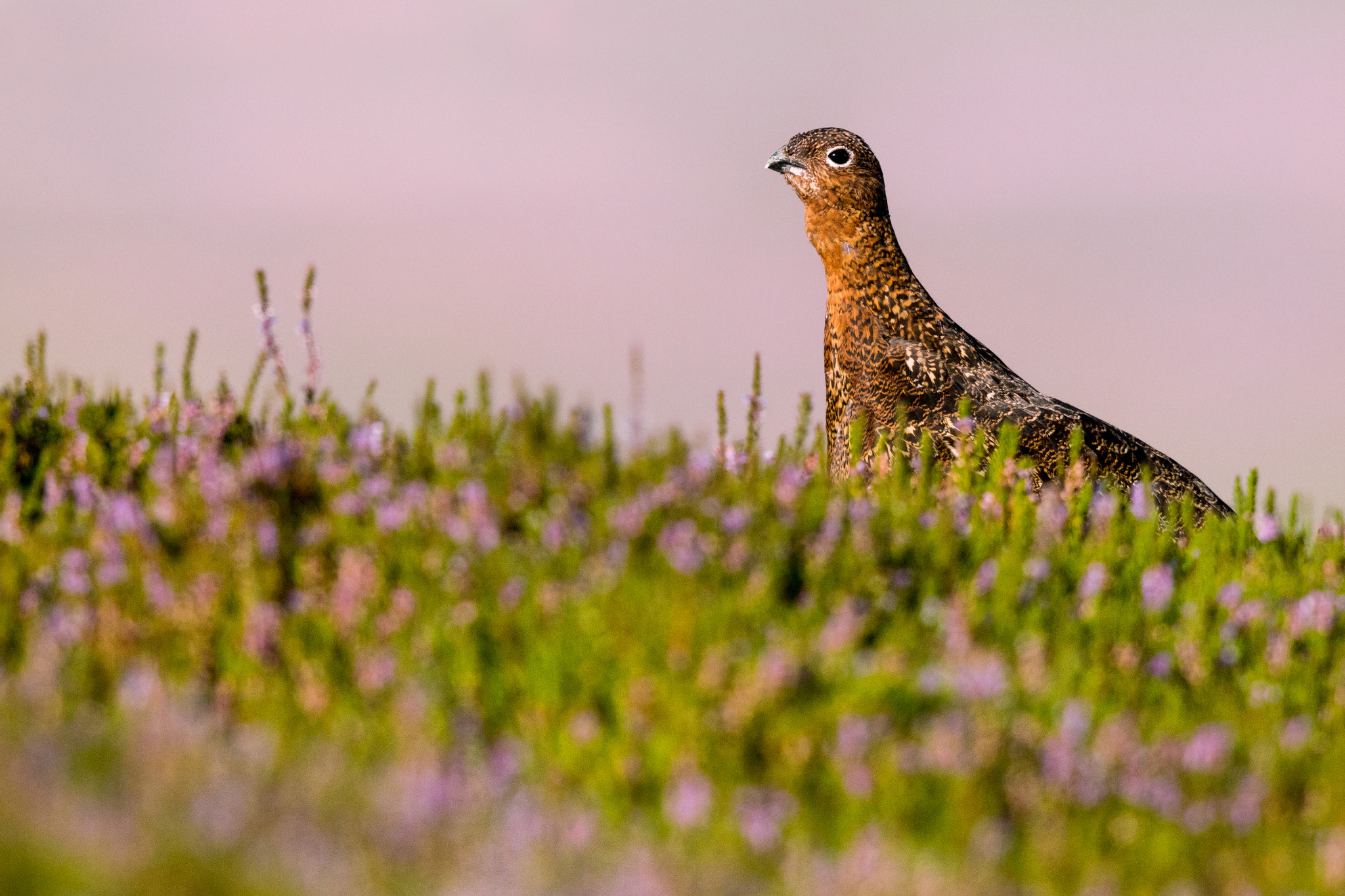 Canon EOS 760D (EOS Rebel T6s / EOS 8000D) sample photo. Pink heather grouse photography