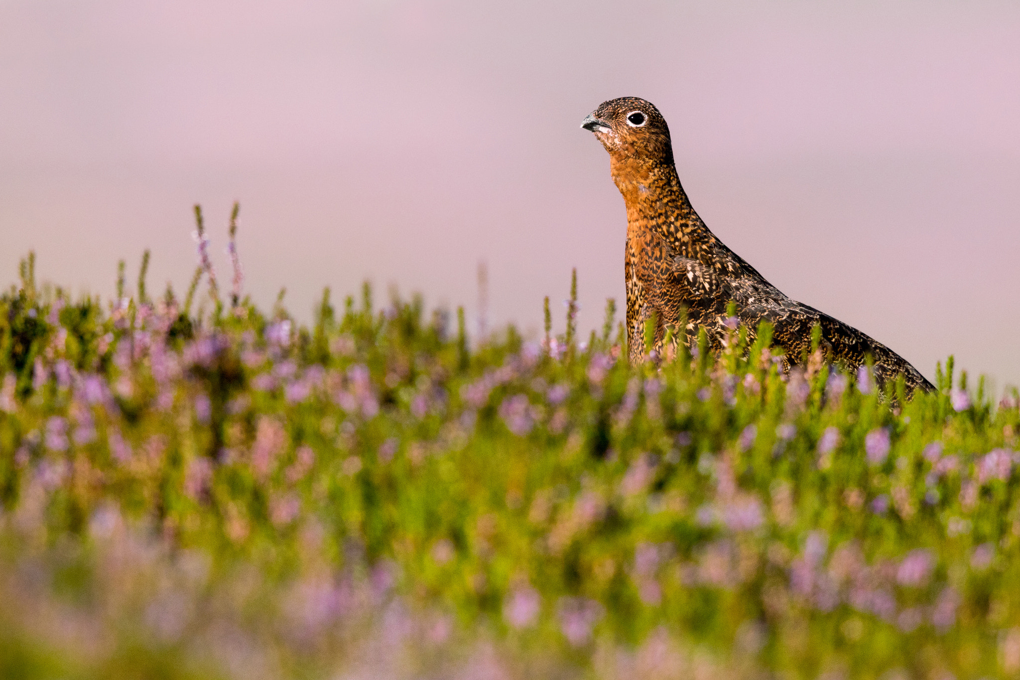 Canon EF 500mm F4L IS II USM sample photo. Pink heather grouse photography