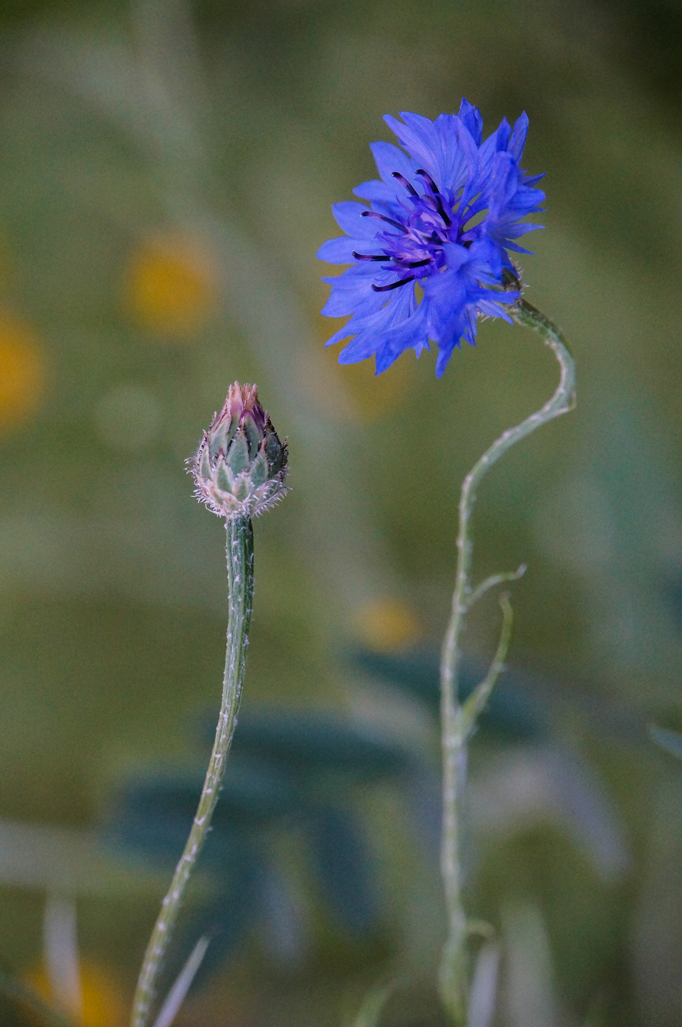 Sony E 18-200mm F3.5-6.3 OSS LE sample photo. Cornflower photography