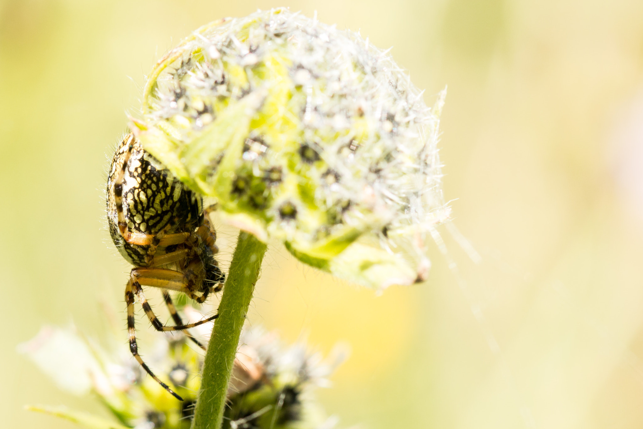 Canon EOS 70D + Canon EF 100mm F2.8L Macro IS USM sample photo. Araña al acecho photography