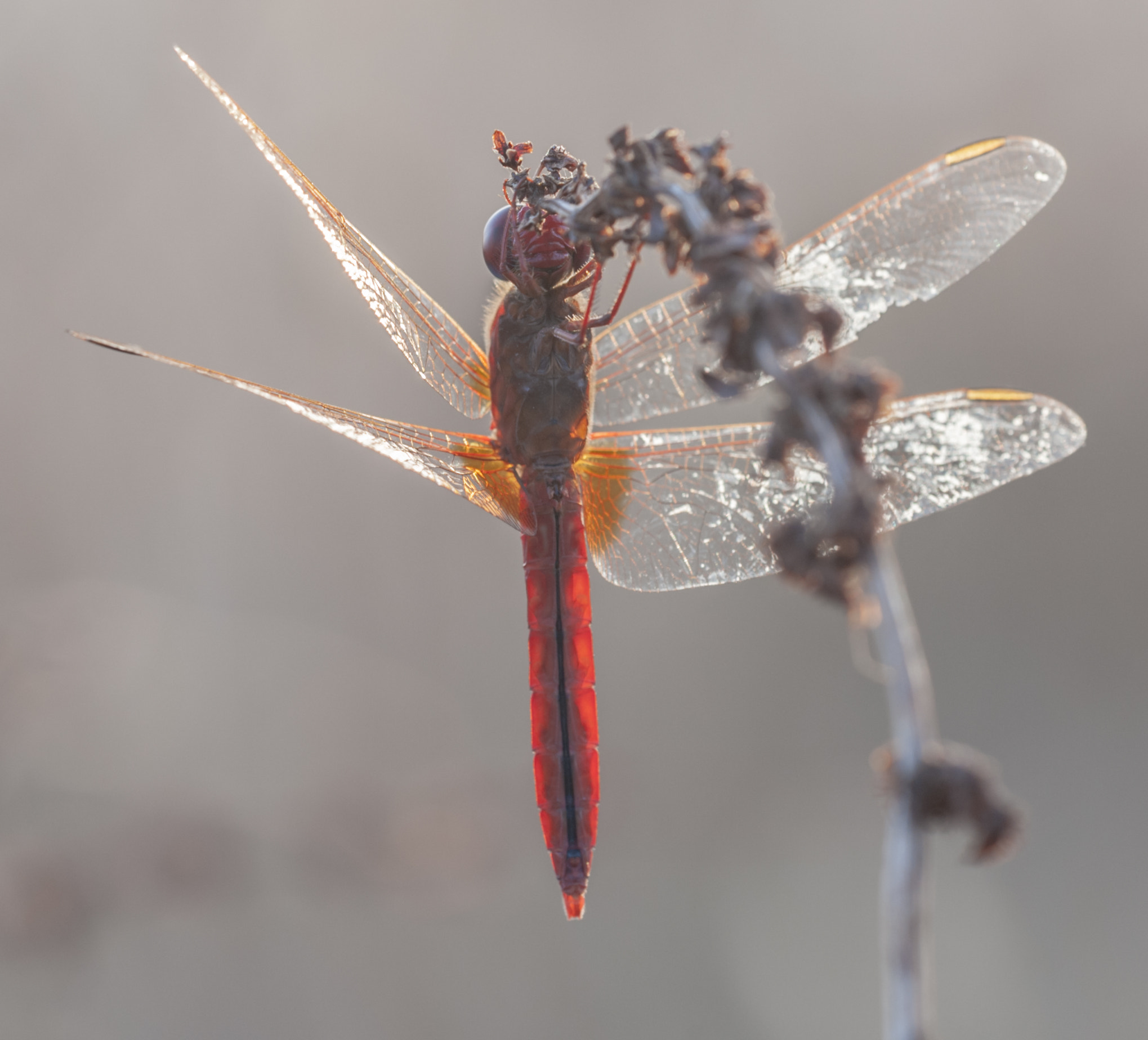 Sigma APO Macro 180mm F3.5 EX DG HSM sample photo. Rojilla photography