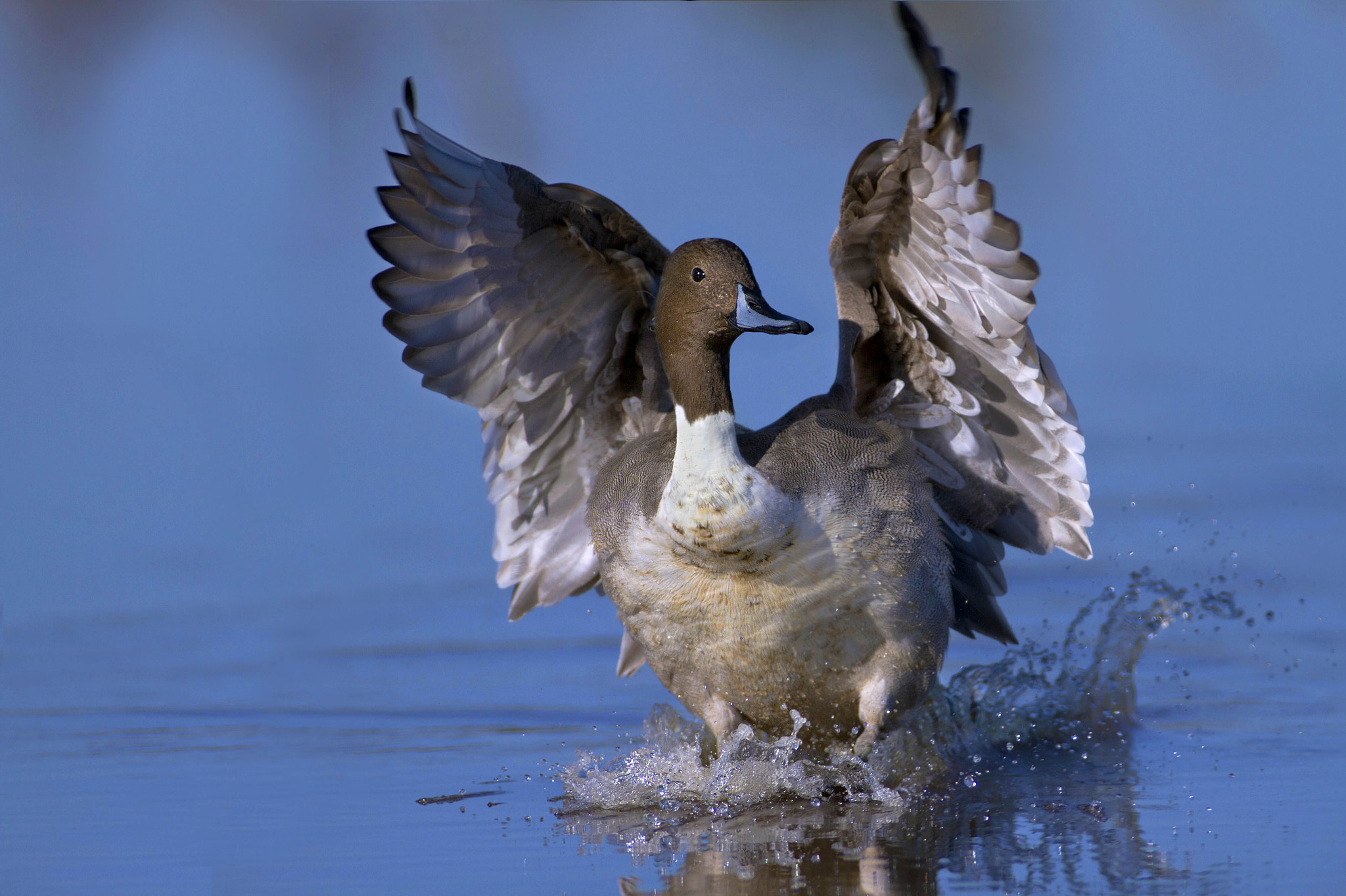 Canon EF 300mm f/2.8L + 2x sample photo. Codon photography