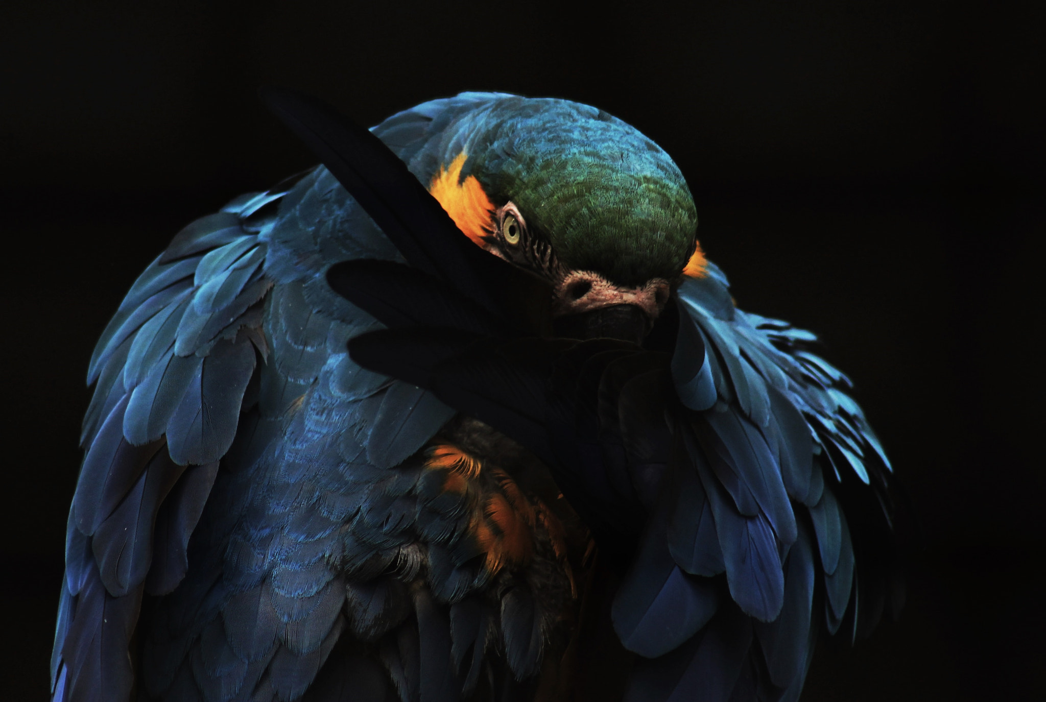 Canon EF 75-300mm f/4-5.6 USM sample photo. Seductive macaws photography