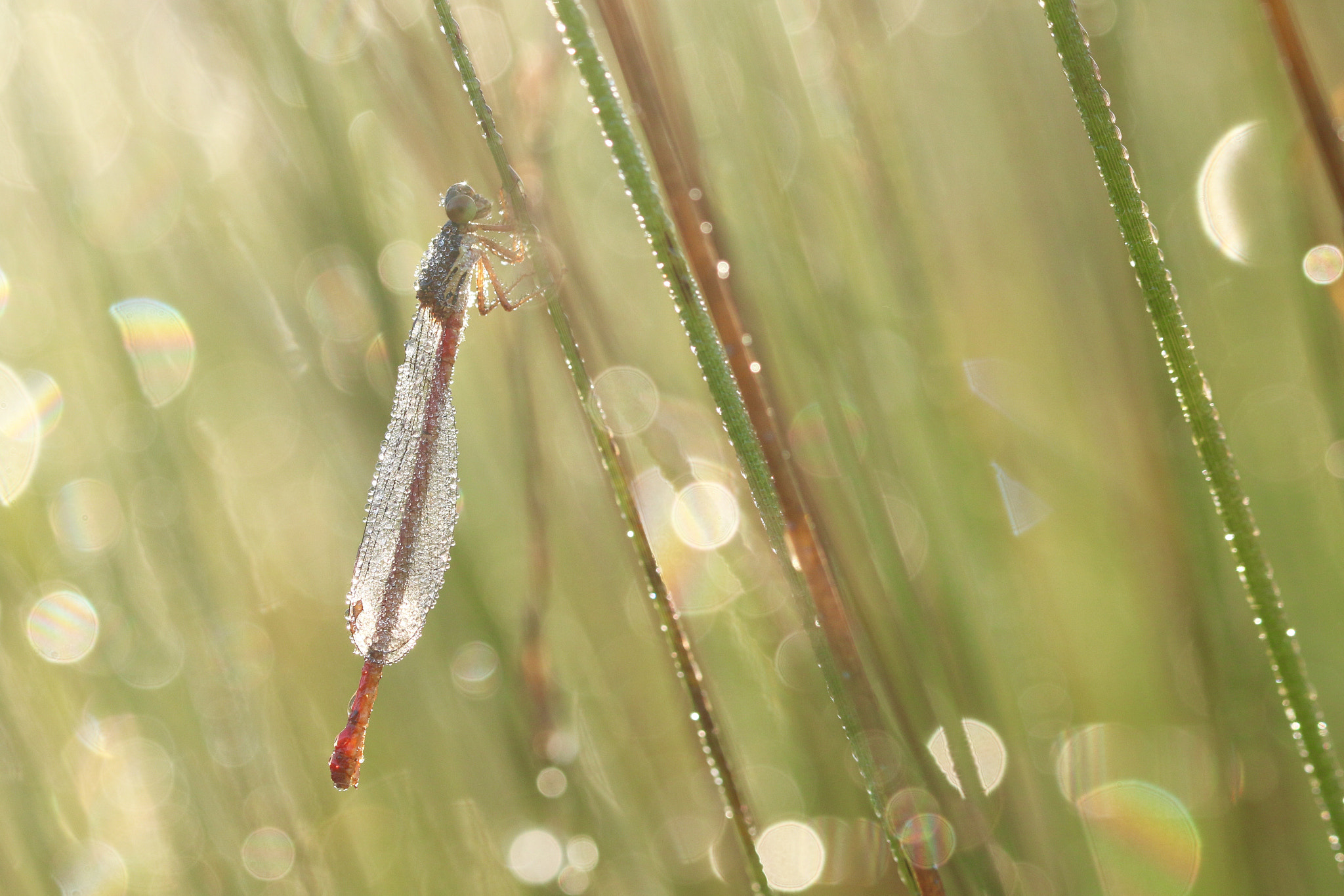 Canon EOS 70D + Canon EF 100mm F2.8L Macro IS USM sample photo. Sparkling photography