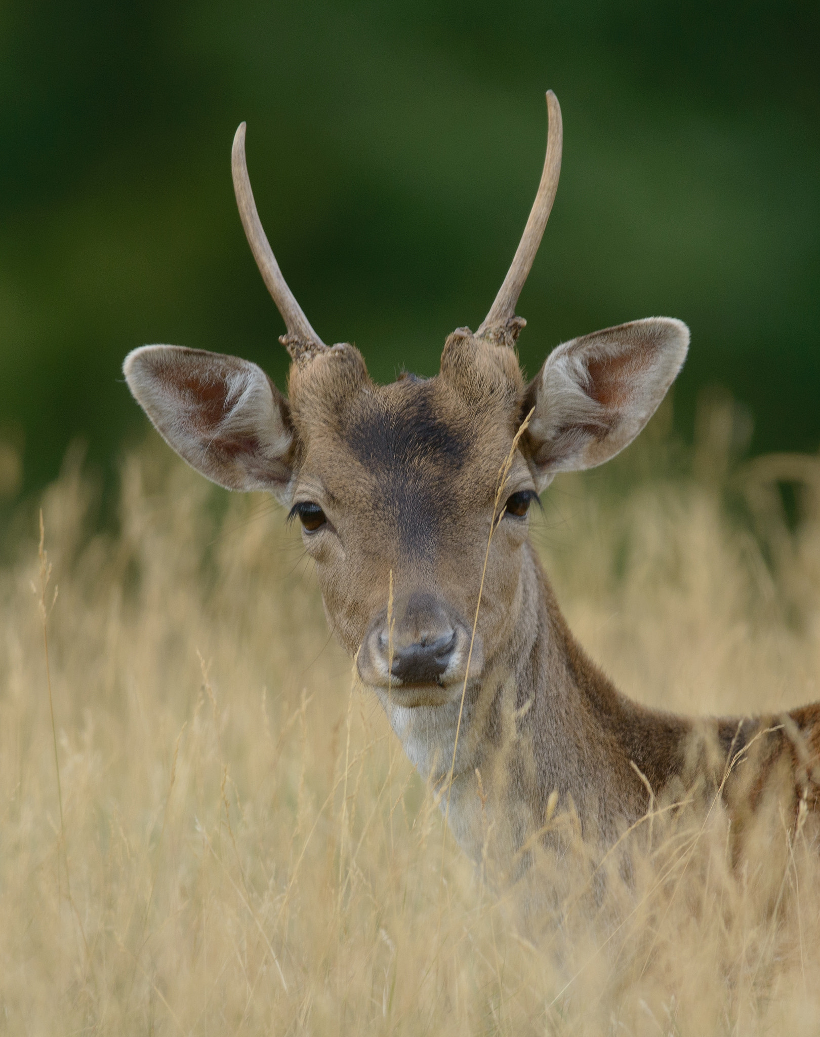 AF-S Nikkor 300mm f/2.8D IF-ED II sample photo. Deer photography